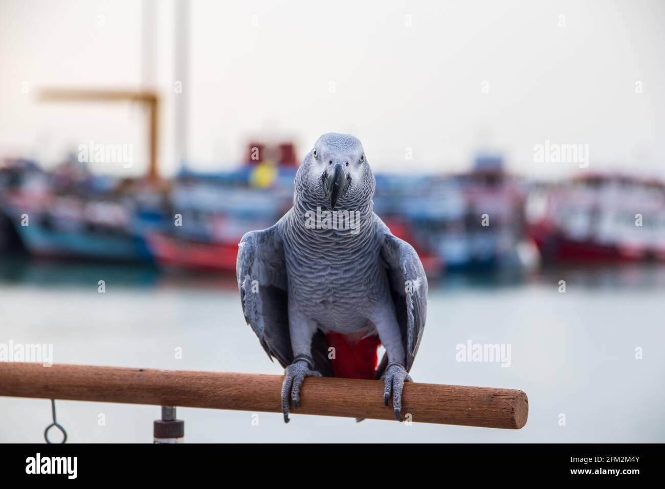 Pappagallo grigio africano arroccato sulla ringhiera di un molo al porto Foto Stock