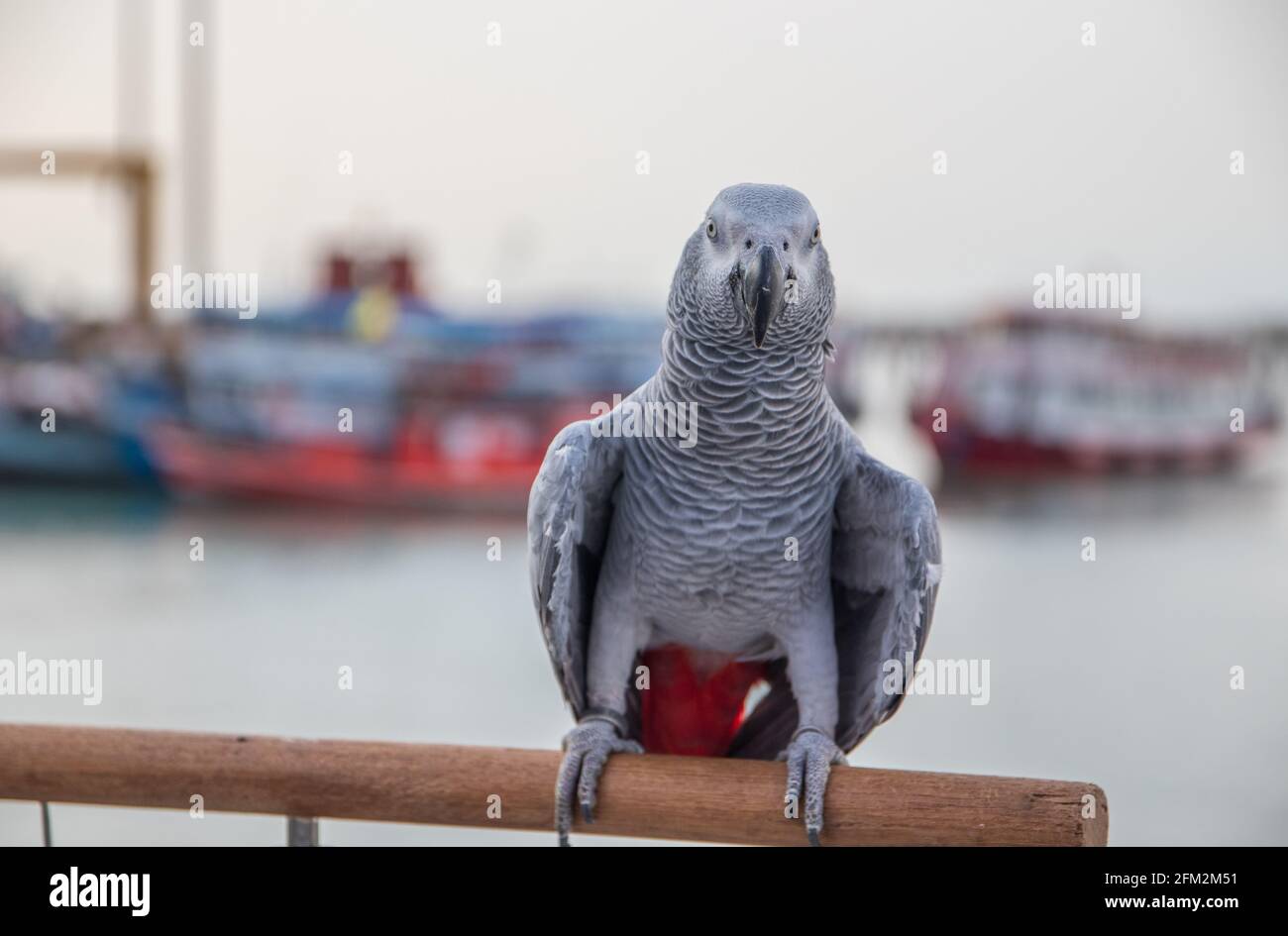 Pappagallo grigio africano arroccato sulla ringhiera di un molo al porto Foto Stock