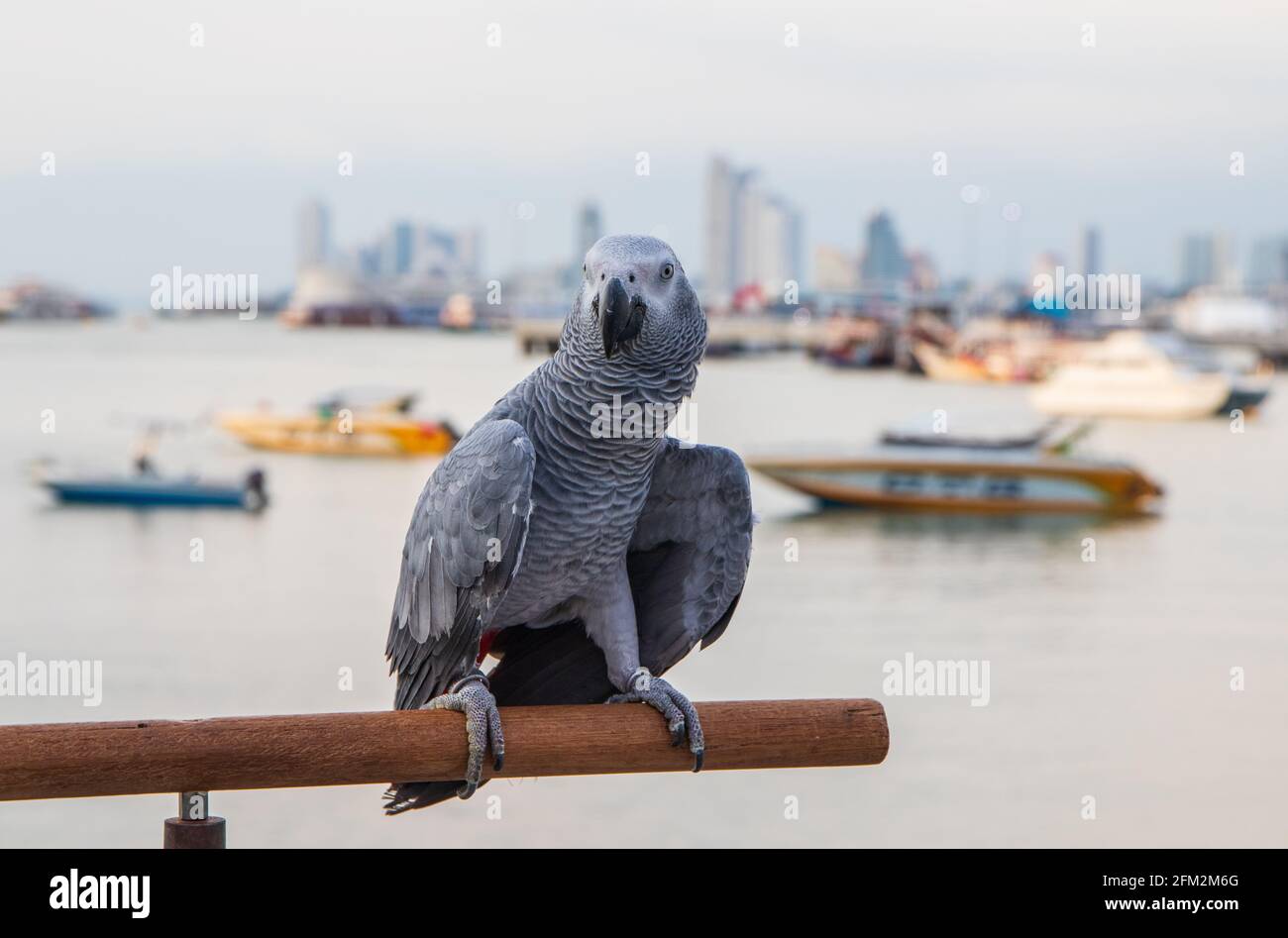 Pappagallo grigio africano arroccato sulla ringhiera di un molo al porto Foto Stock