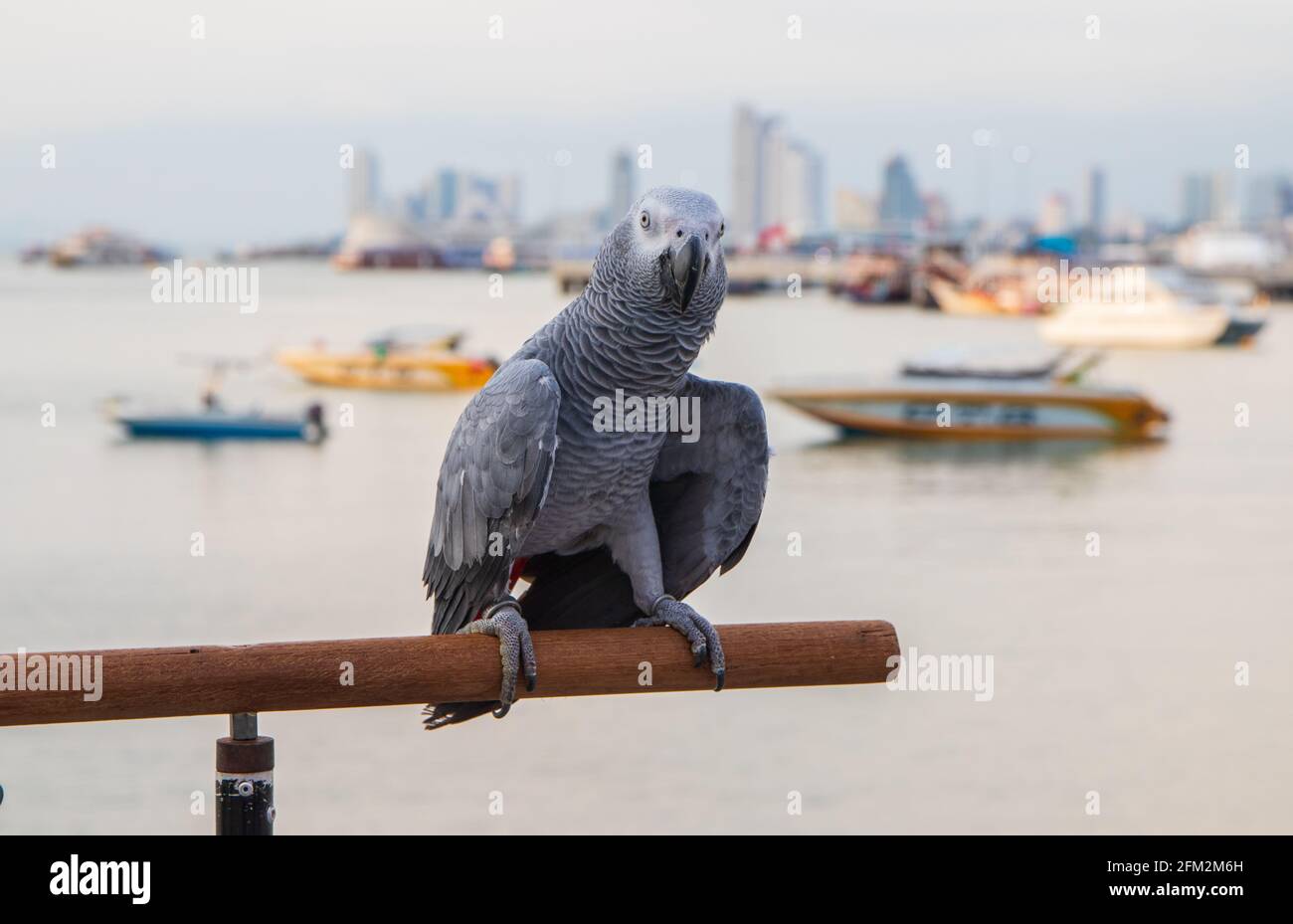 Pappagallo grigio africano arroccato sulla ringhiera di un molo al porto Foto Stock