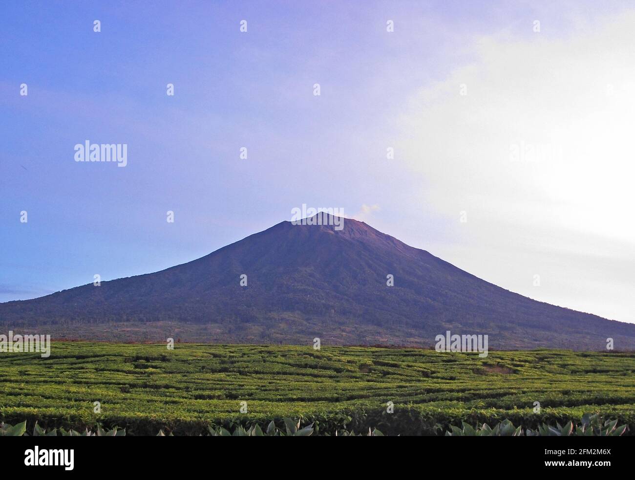 Vista della montagna sopra piantagione di tè al mattino presto Kerinci Seblat NP, Sumatra, Indonesia Giugno Foto Stock