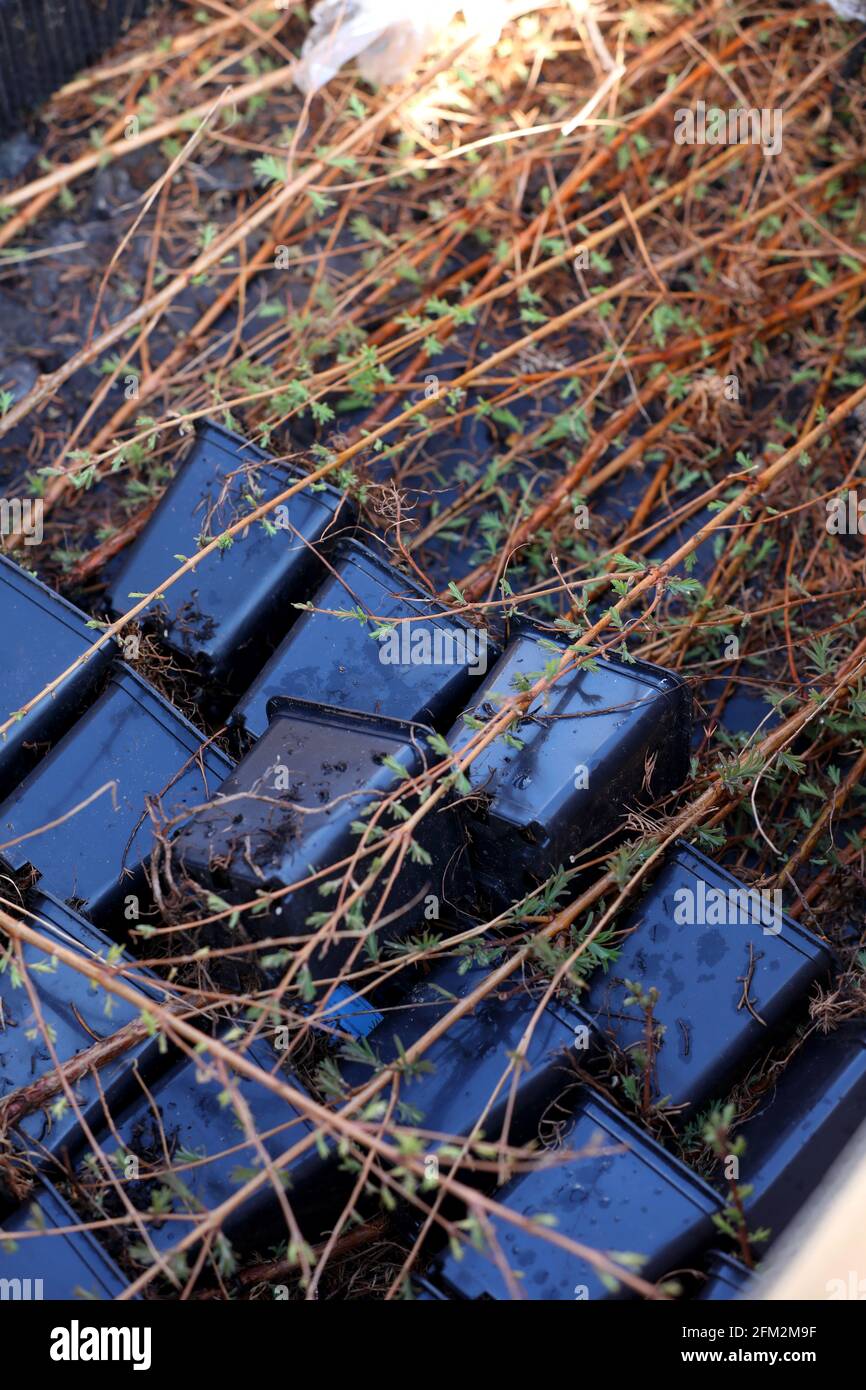 Piantare alberi in Scozia, Regno Unito. Foto Stock