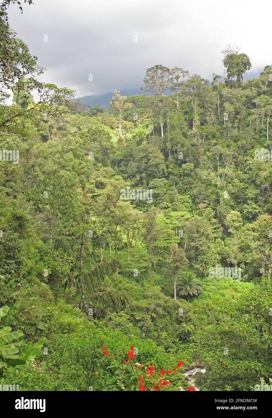 Vista sulla foresta Kerinci Seblat NP, Sumatra, Indonesia Giugno Foto Stock