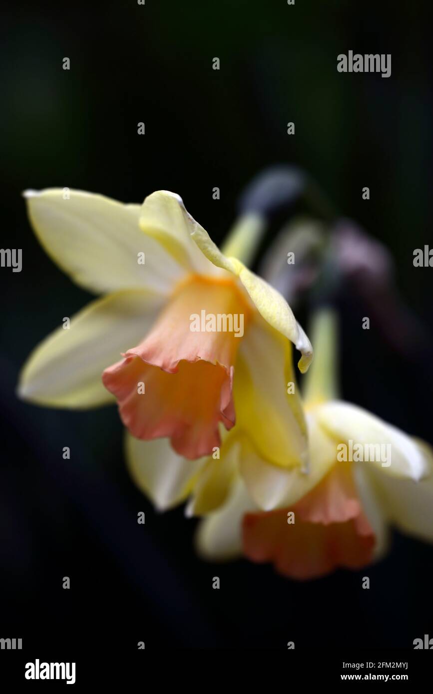 Narcissus Blushing Lady, Narcissus Jonquilla Blushing Lady, fiori gialli morbidi, coppe rosa salmone, giallo e salmone fiori rosa, fiore, fioritura, narciss Foto Stock