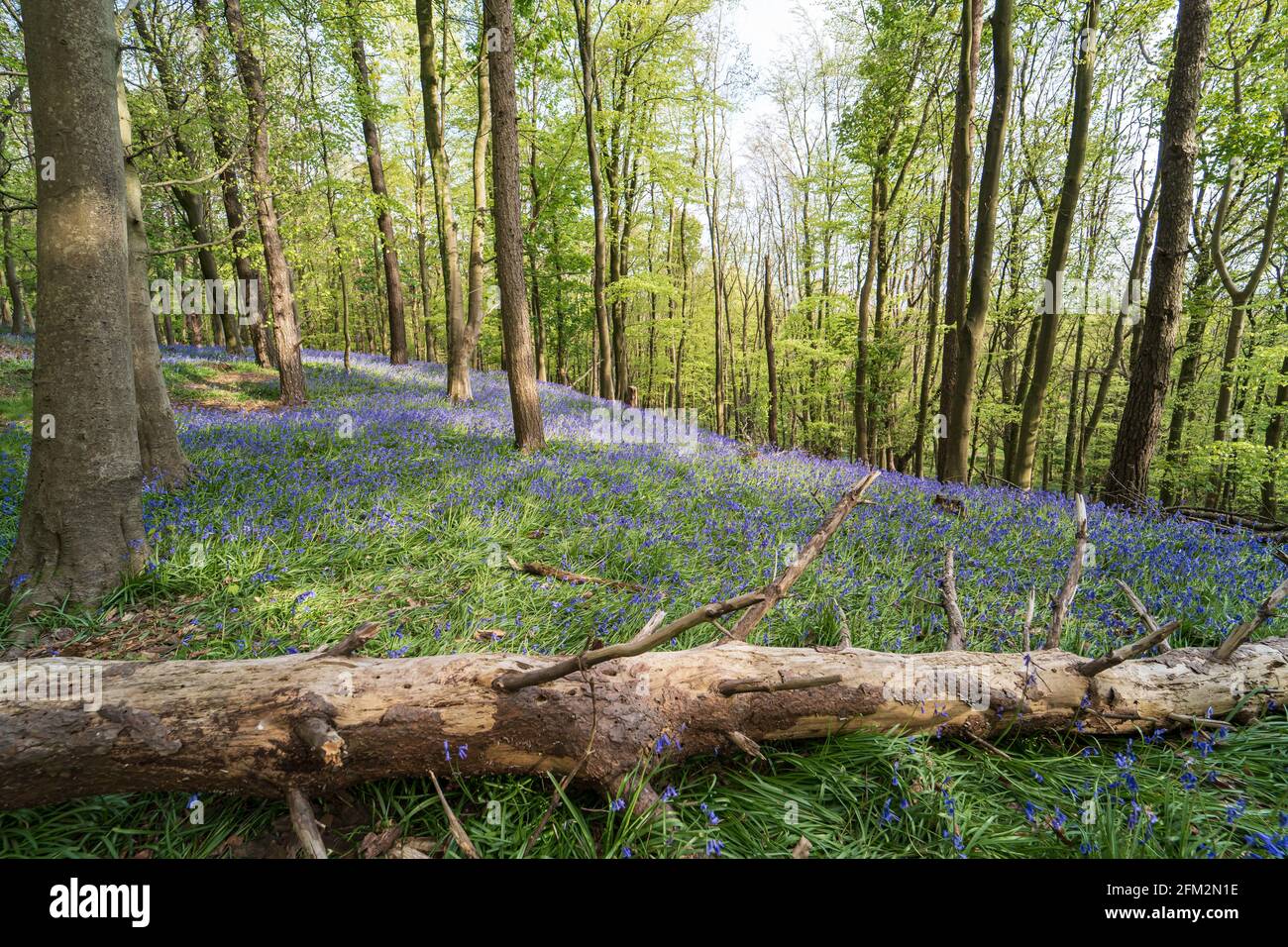 Bluebells e albero caduto in Graig Fawr Woods vicino Margam Country Park, Port Talbot, Galles del Sud, Regno Unito Foto Stock