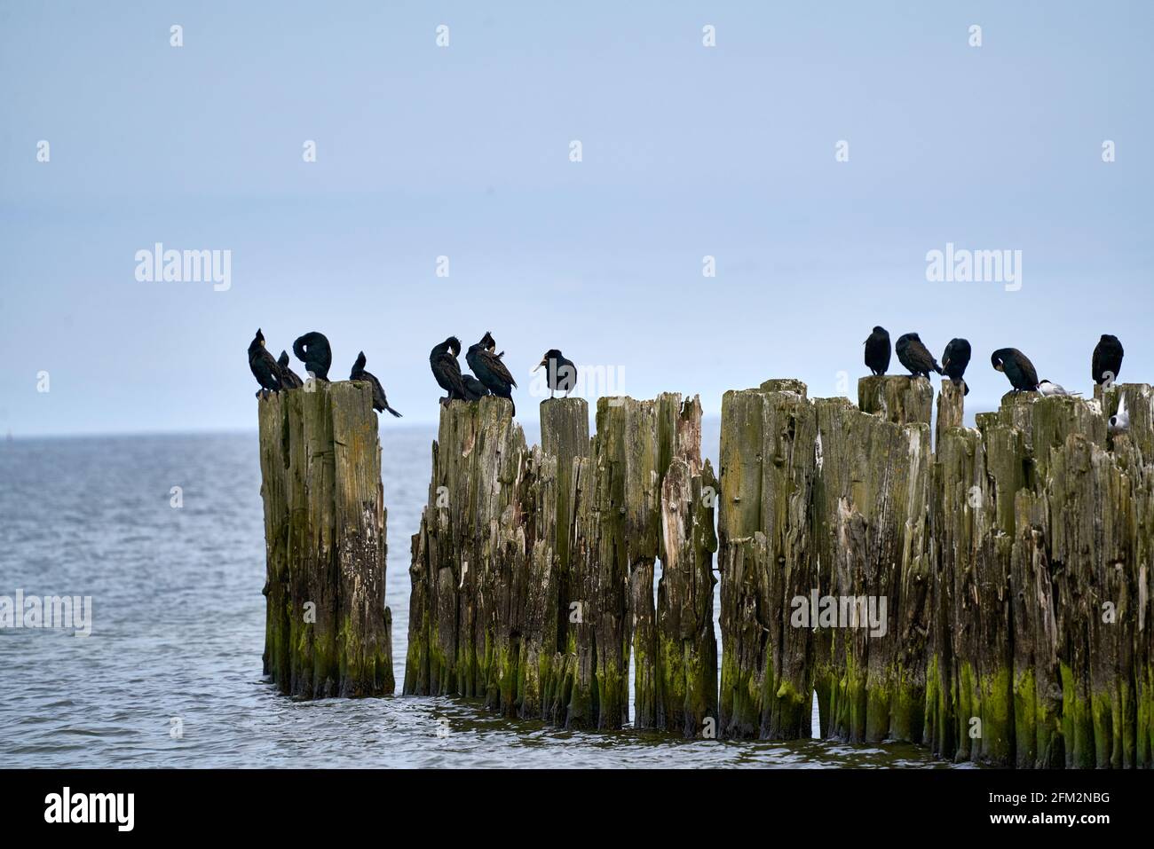 Cormorani raccogliere sul molo vecchio sullo Stretto di Magellano, Punta Arenas, Cile Foto Stock