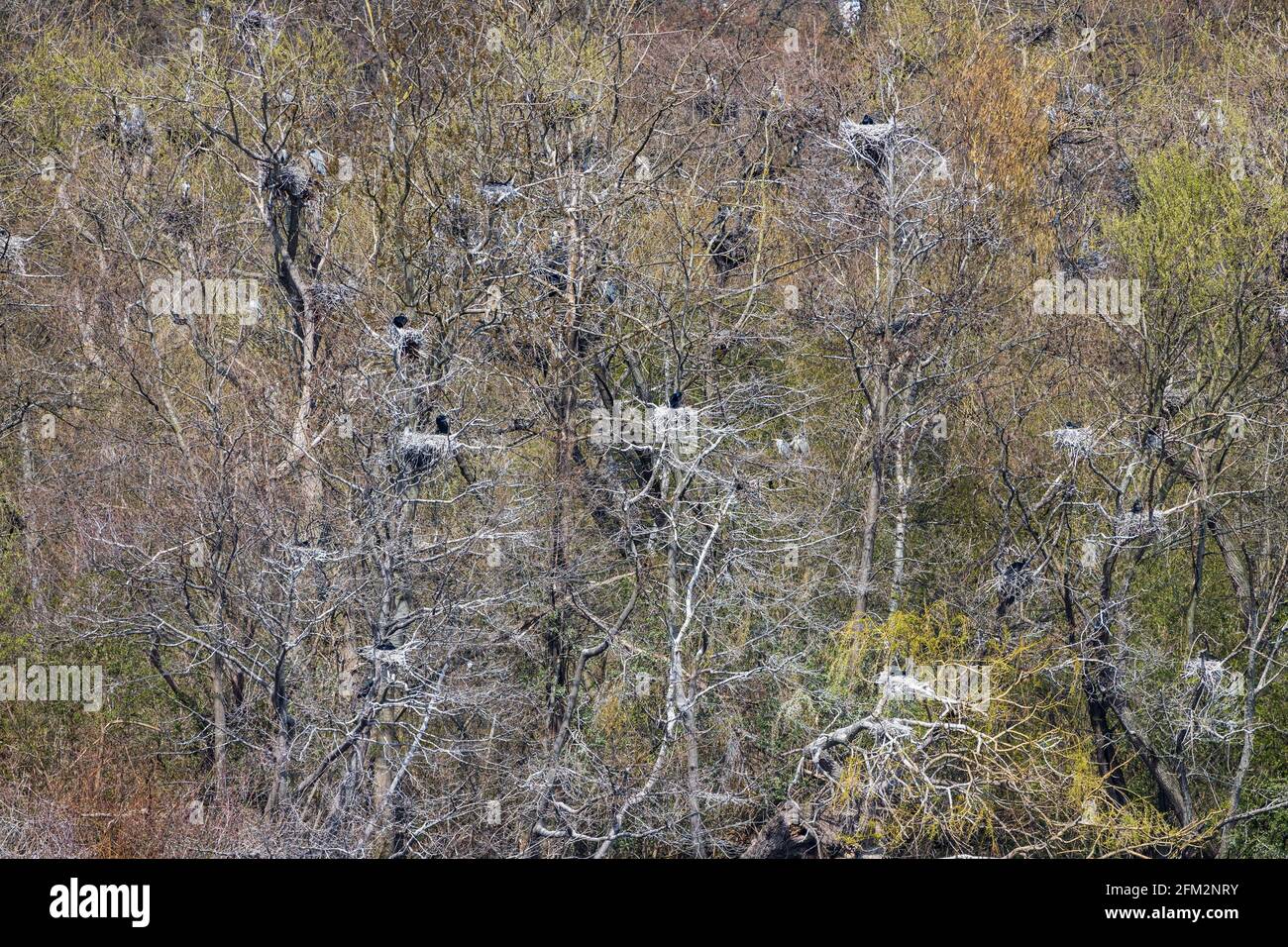 Grandi cormorani (Phalacrocorax carbo) e aironi grigi (Ardea cinerea) che si coltivano sulle rive del lago Baldeneysee, Heisingen, Essen, Germania, Europa Foto Stock