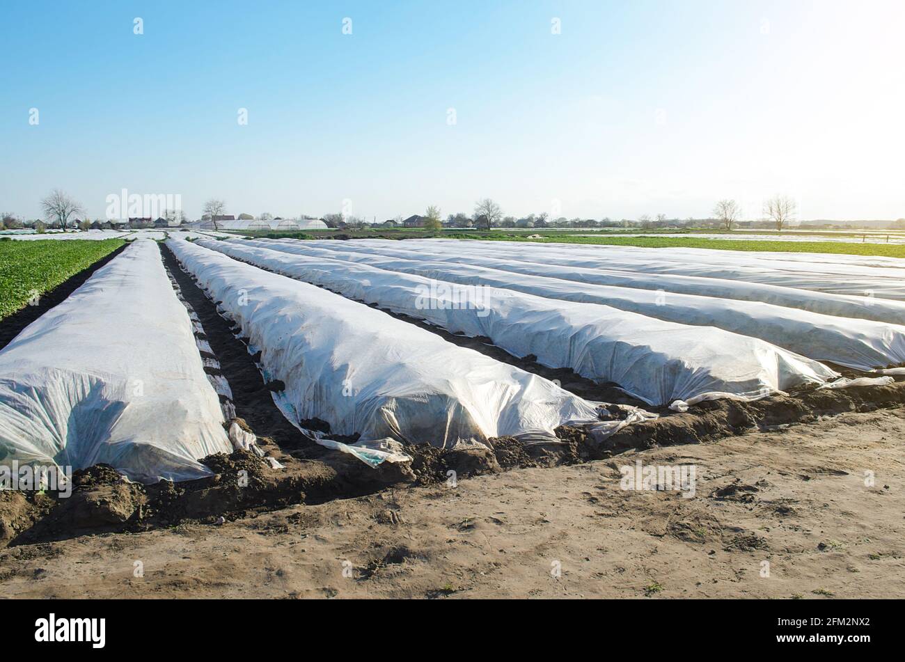 Fattoria campo di piantagione di patate è coperto di tessuto non tessuto spunbond agricolo. Tecnologie moderne nell'agricoltura. Patate più presto, cura un Foto Stock