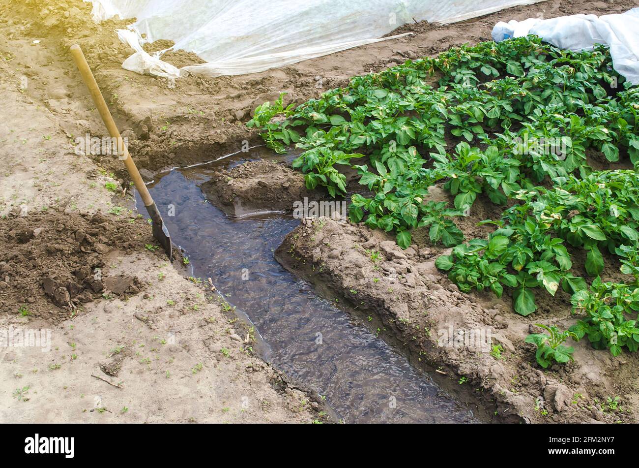 L'acqua scorre attraverso un canale di irrigazione nelle file di una piantagione di patate. Settore agricolo. Coltivazioni in primavera utilizzando serre. Fa Foto Stock