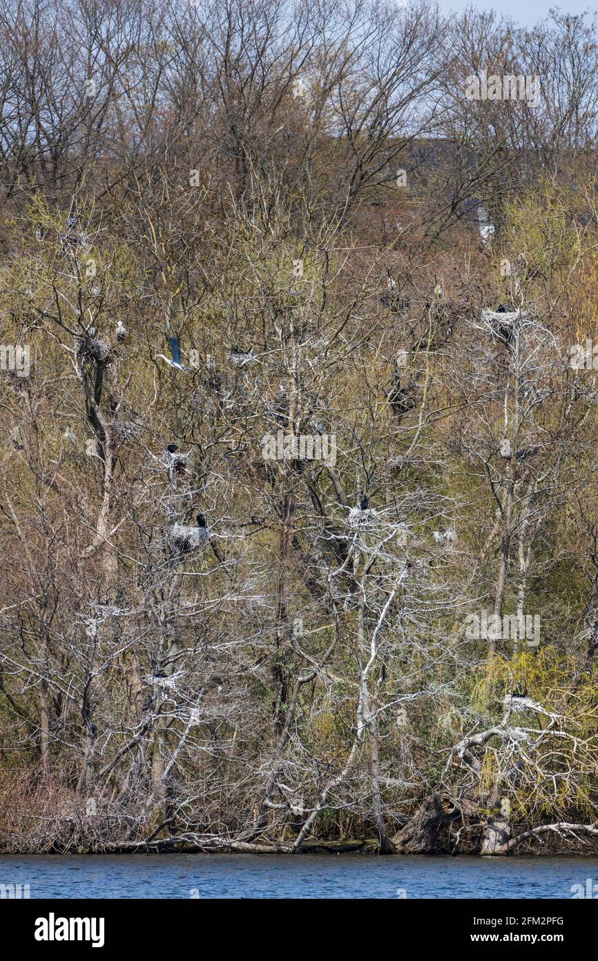 Grandi cormorani (Phalacrocorax carbo) e aironi grigi (Ardea cinerea) che si coltivano sulle rive del lago Baldeneysee, Heisingen, Essen, Germania, Europa Foto Stock