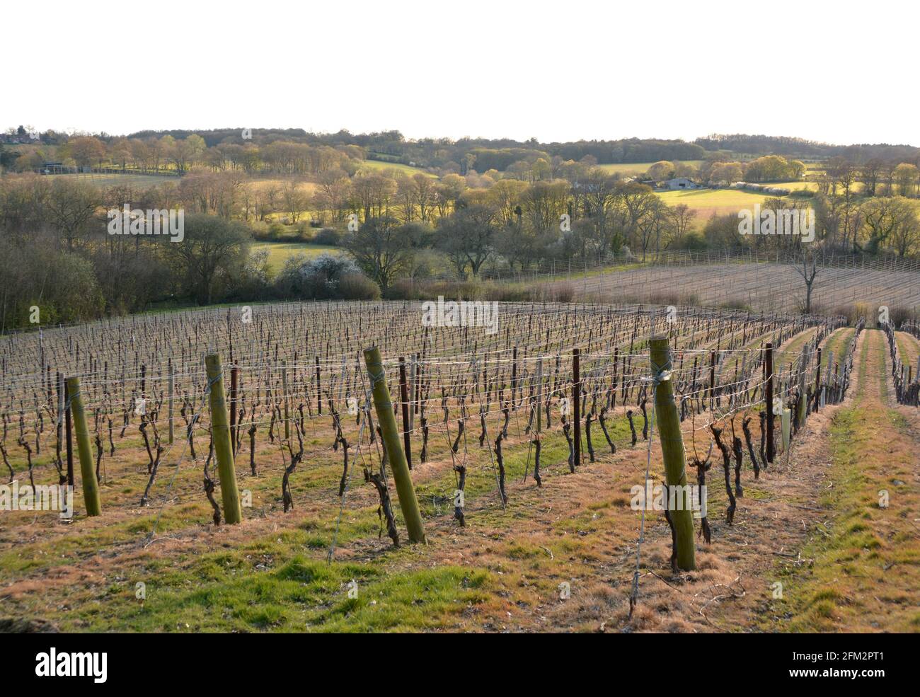 Nuova piantagione di vitigni, Sandhurst, Kent 2021 Foto Stock