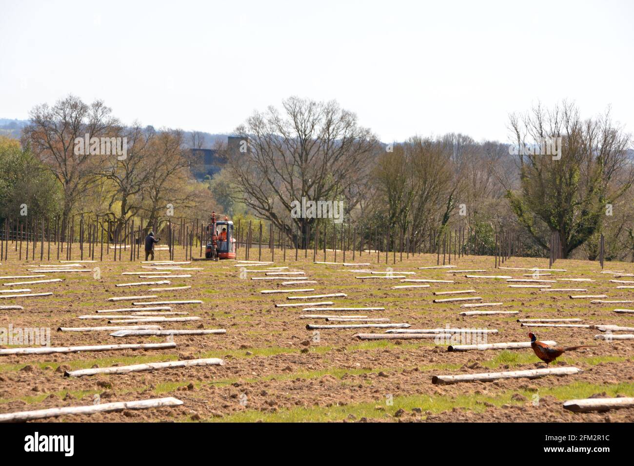 Nuova piantagione di vitigni, Sandhurst, Kent 2021 Foto Stock