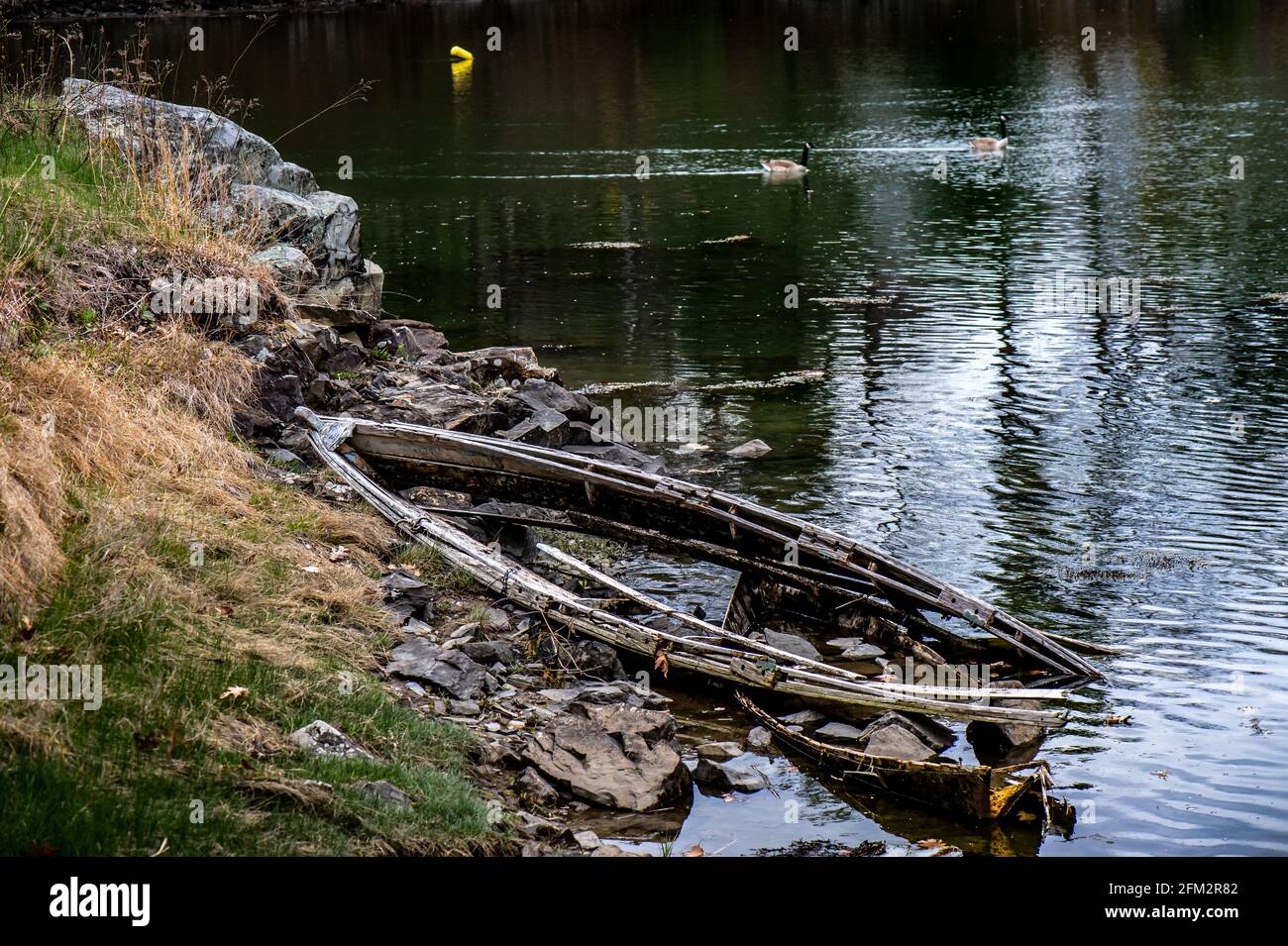 Canada Geese nuotare da questo vecchio dory un tempo forte che ha rotto una parte dalla neve, ghiaccio, e acqua piovana durante i mesi invernali di passaggio. Parte della storia persa. Foto Stock