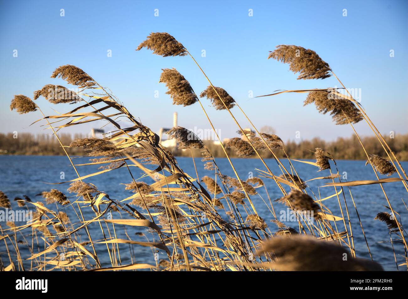 Closeup di canne piegate dal vento con un chiaro cielo come sfondo Foto Stock