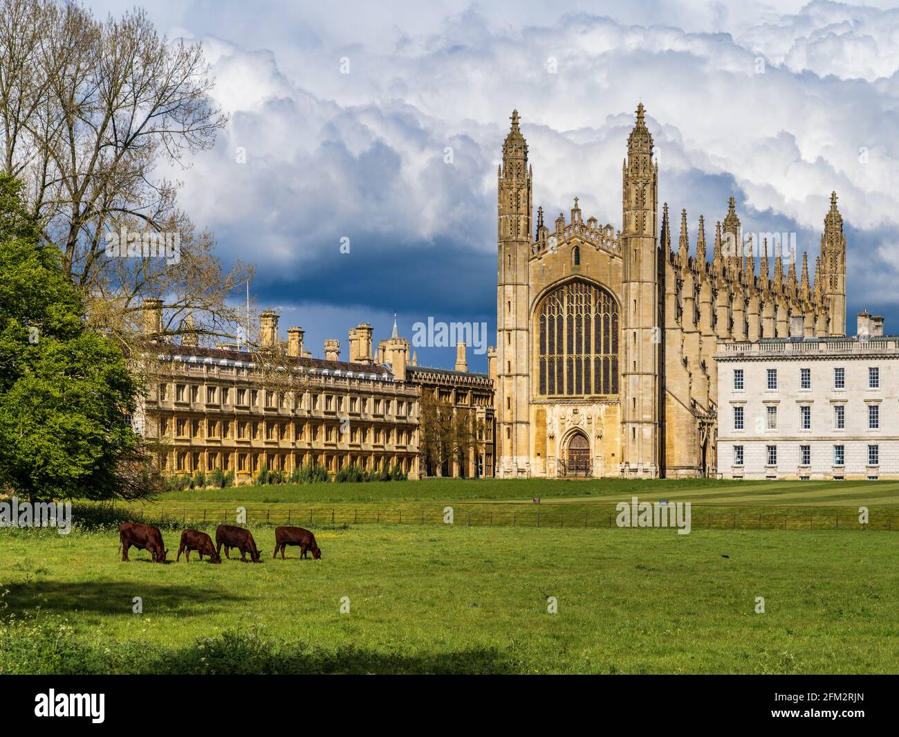Cambridge University Cows - Kings College University of Cambridge tiene una piccola mandria di mucche nei terreni del college, le spalle, Cambridge City Center Foto Stock
