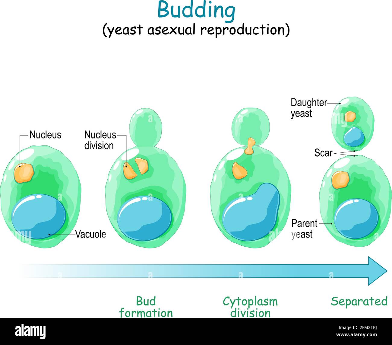 Budding. Riproduzione asessuale di cellula di lievito. Diagramma vettoriale Illustrazione Vettoriale