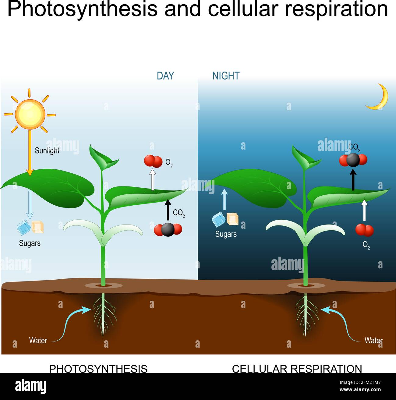 Fotosintesi e respirazione cellulare. Confronto giorno e notte con pianta. Spiegazione del processo biologico. Poster per l'istruzione, la scienza Illustrazione Vettoriale