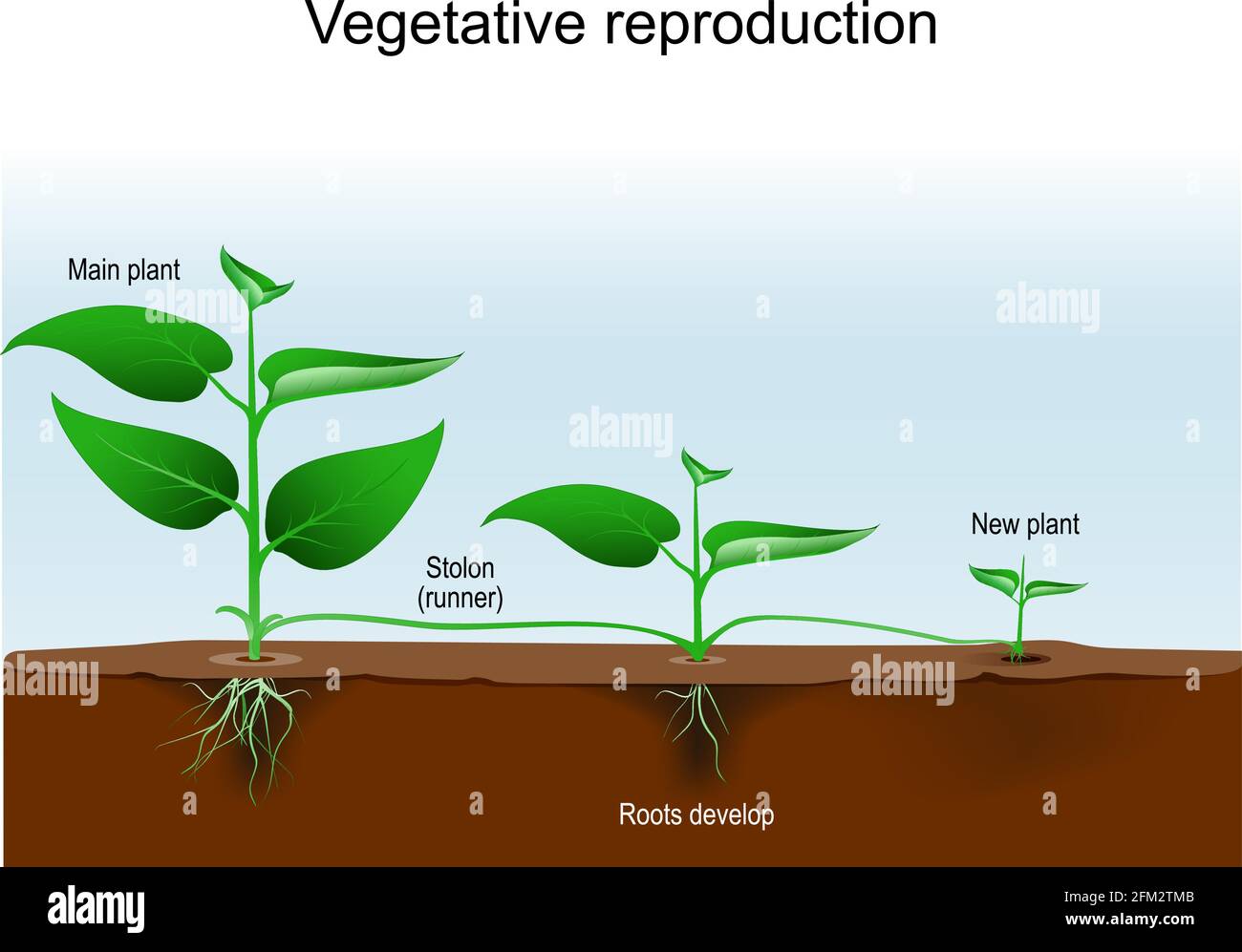 Riproduzione vegetativa. Moltiplicazione vegetale o vegetativa. Clonazione di pianta. Riproduzione asessuale dal meno a nuove piante con stolone Illustrazione Vettoriale