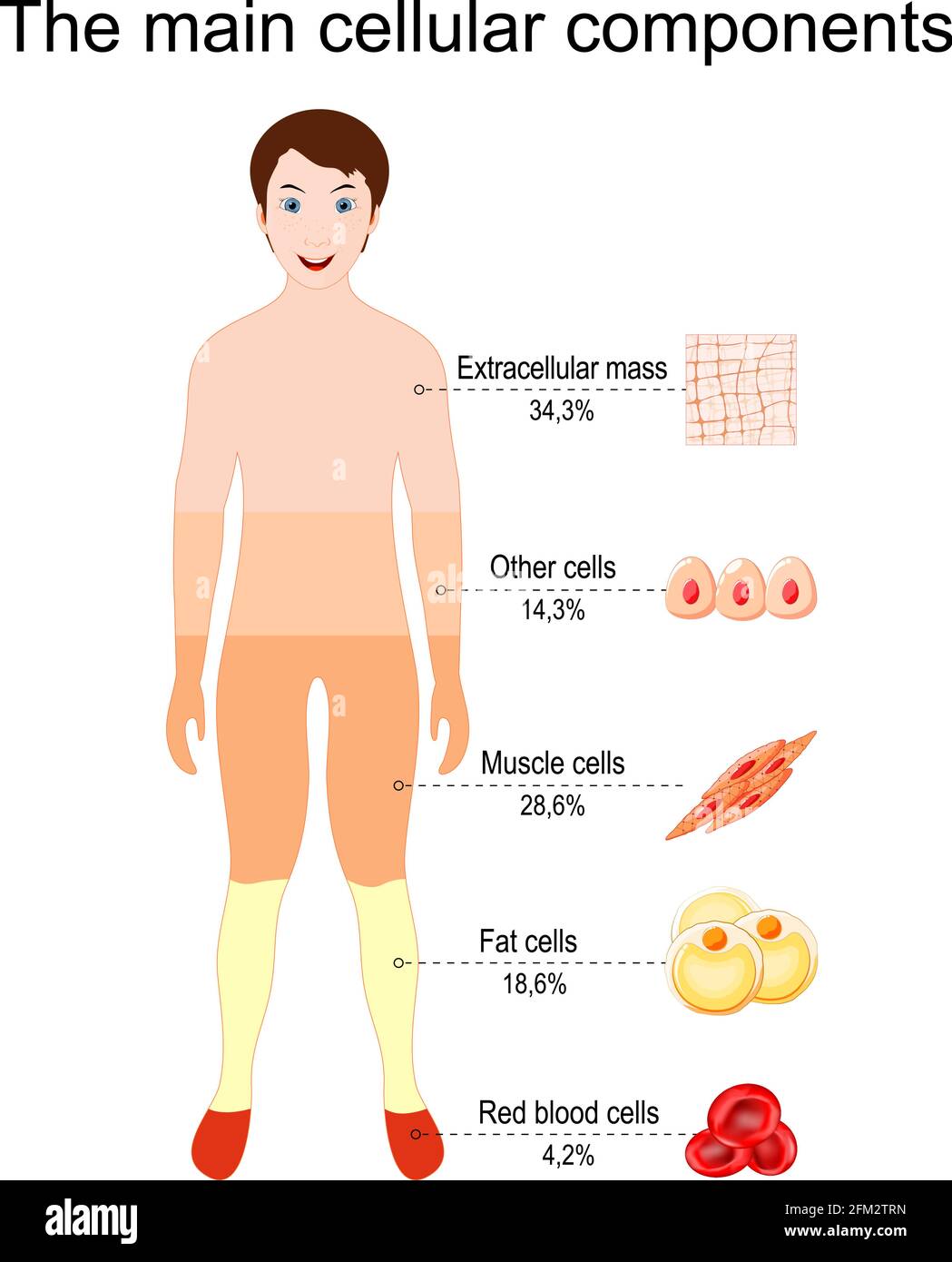 I principali componenti cellulari del corpo umano. Tessuto e cellula che compongono un corpo umano, in percentuale. Percentuale. Illustrazione vettoriale per l'istruzione Illustrazione Vettoriale