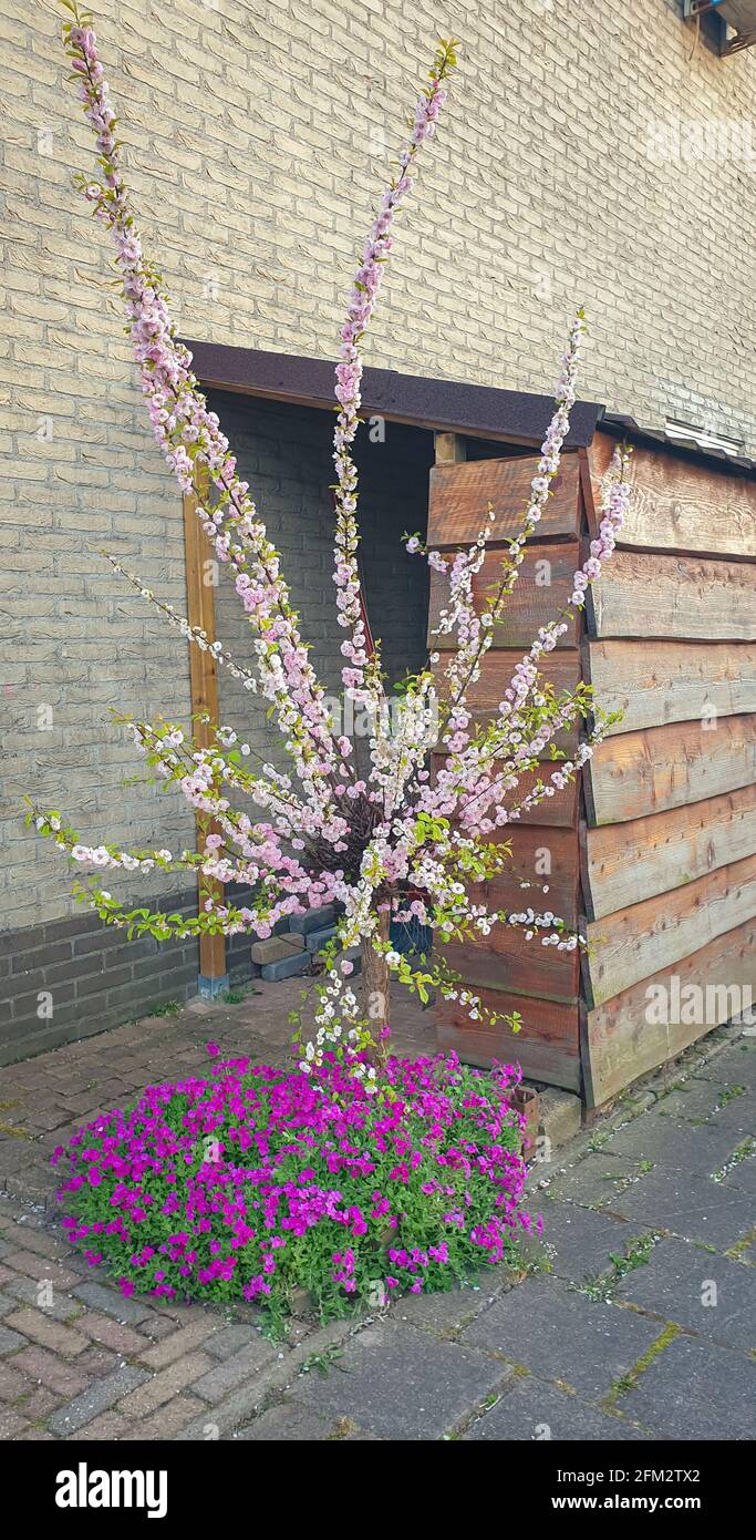 Piccolo ciliegio giapponese decorativo (Prunus serrulata) nel cortile anteriore Foto Stock
