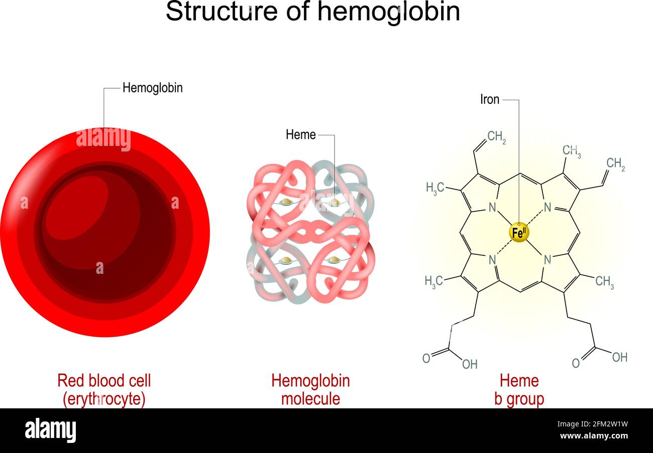 Struttura dell'emoglobina. Eritrociti, molecola di emoglobina e formula strutturale di un gruppo b di emoglobina. Illustrazione vettoriale Illustrazione Vettoriale
