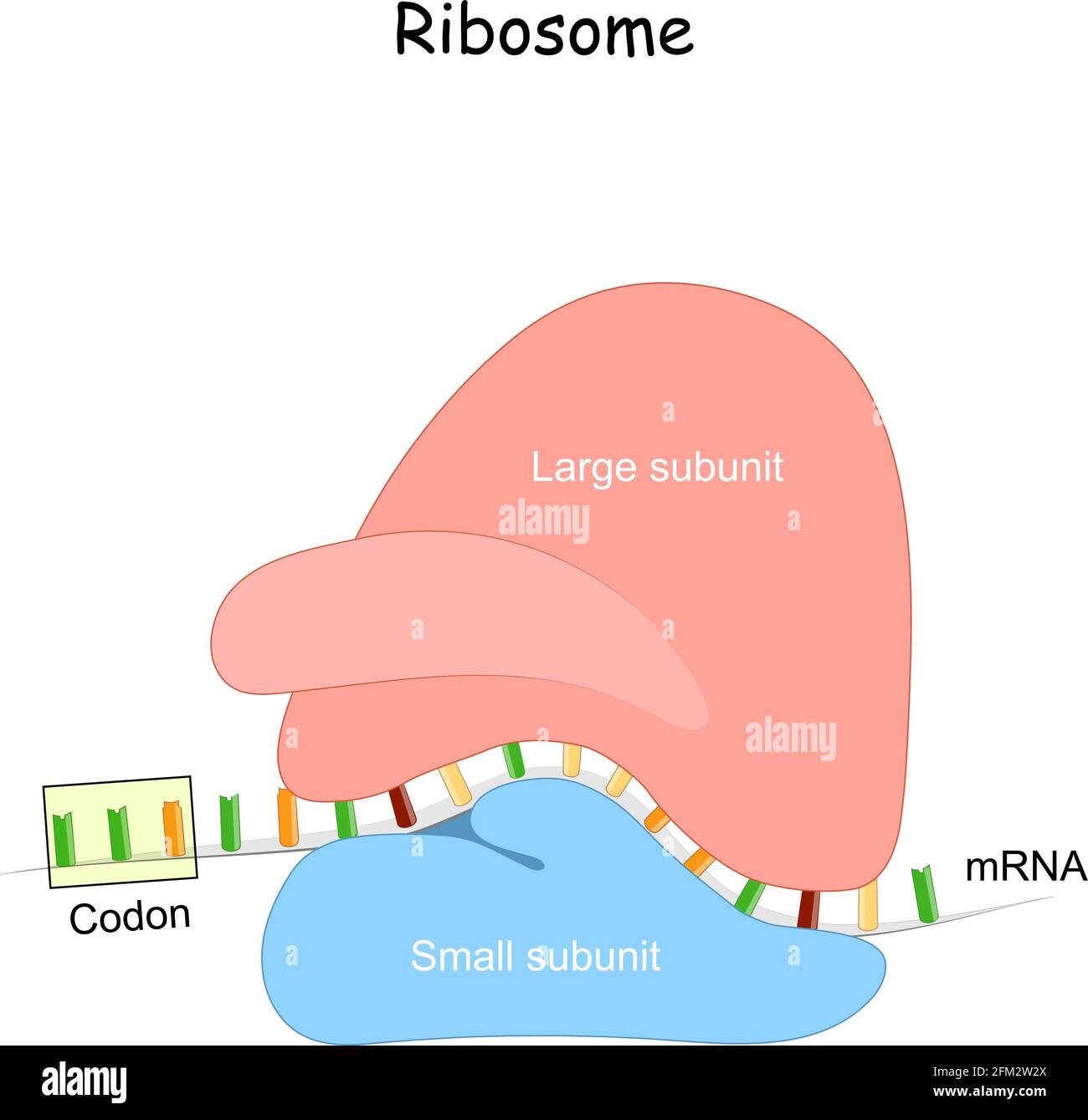 Ribosoma e mRNA. Anatomia di macchine macromolecolari, che sintesi proteica. Traduzione mRNA. Subunità piccole e grandi. Vaccino mRNA Illustrazione Vettoriale