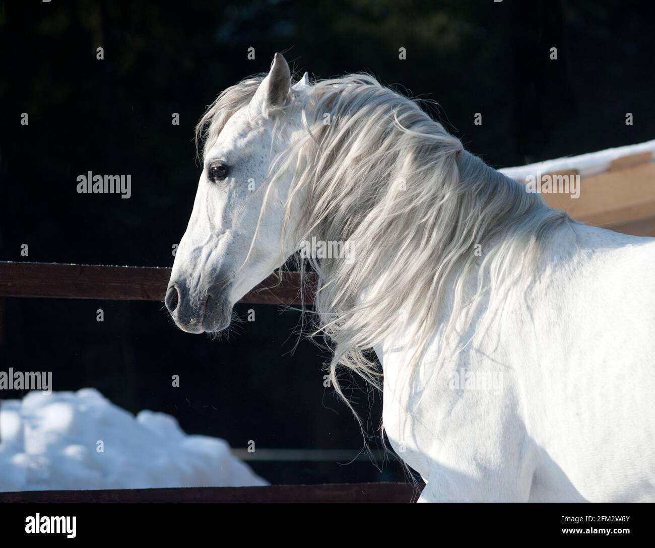 Cavallo andaluso bianco in inverno Foto Stock