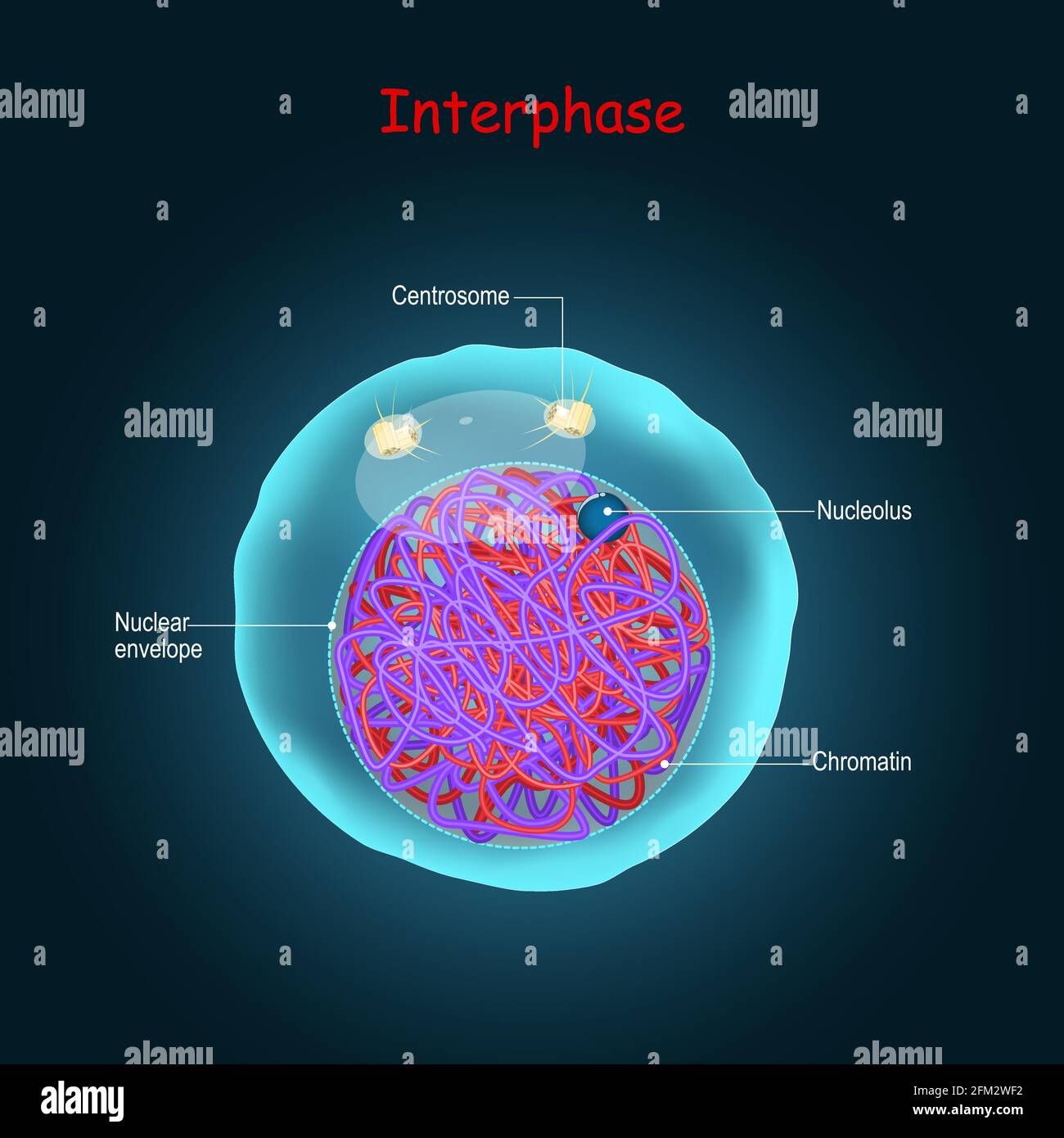 Interfase. Fase di divisione cellulare nella riproduzione sessuale. Cellula si prepara per mitosi o meiosi Illustrazione Vettoriale