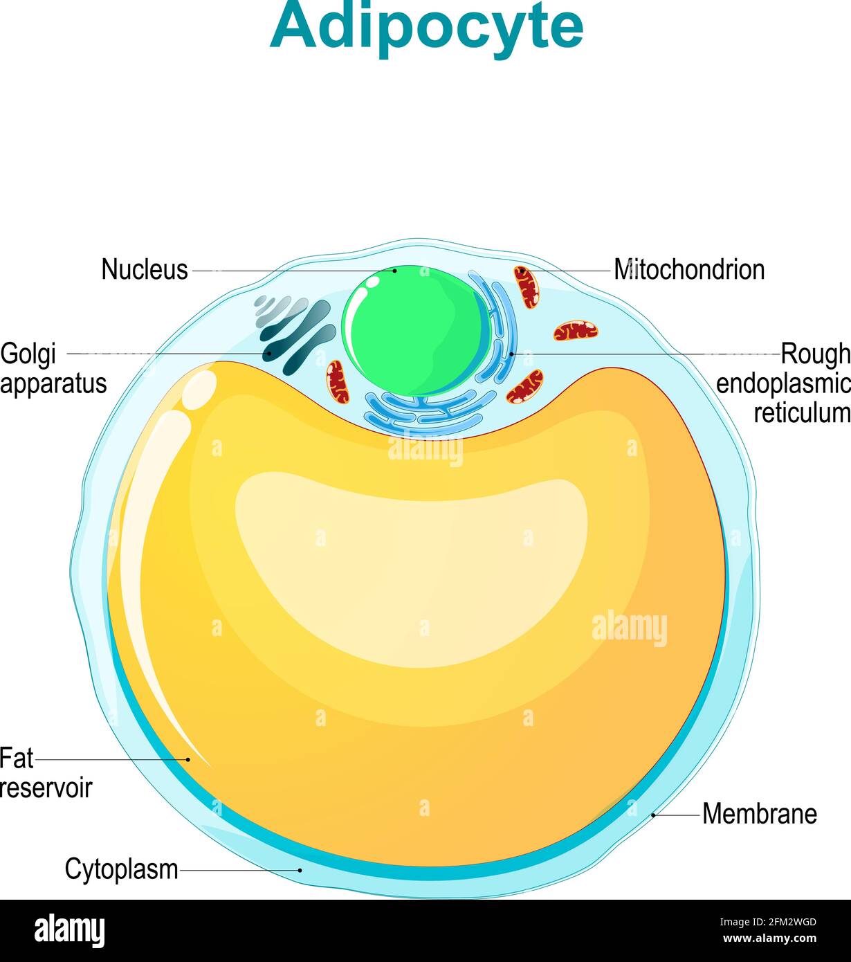 Anatomia delle cellule adipose. Struttura adipocitica. Illustrazione ...