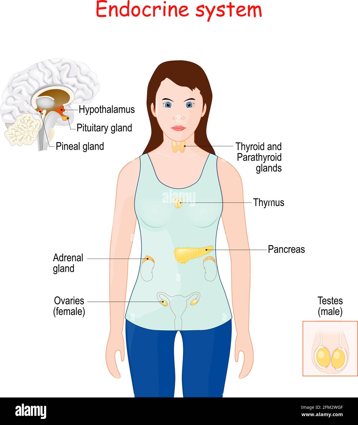 sistema endocrino. Anatomia umana. Silhouette femminile con organi interni evidenziati. Illustrazione Vettoriale