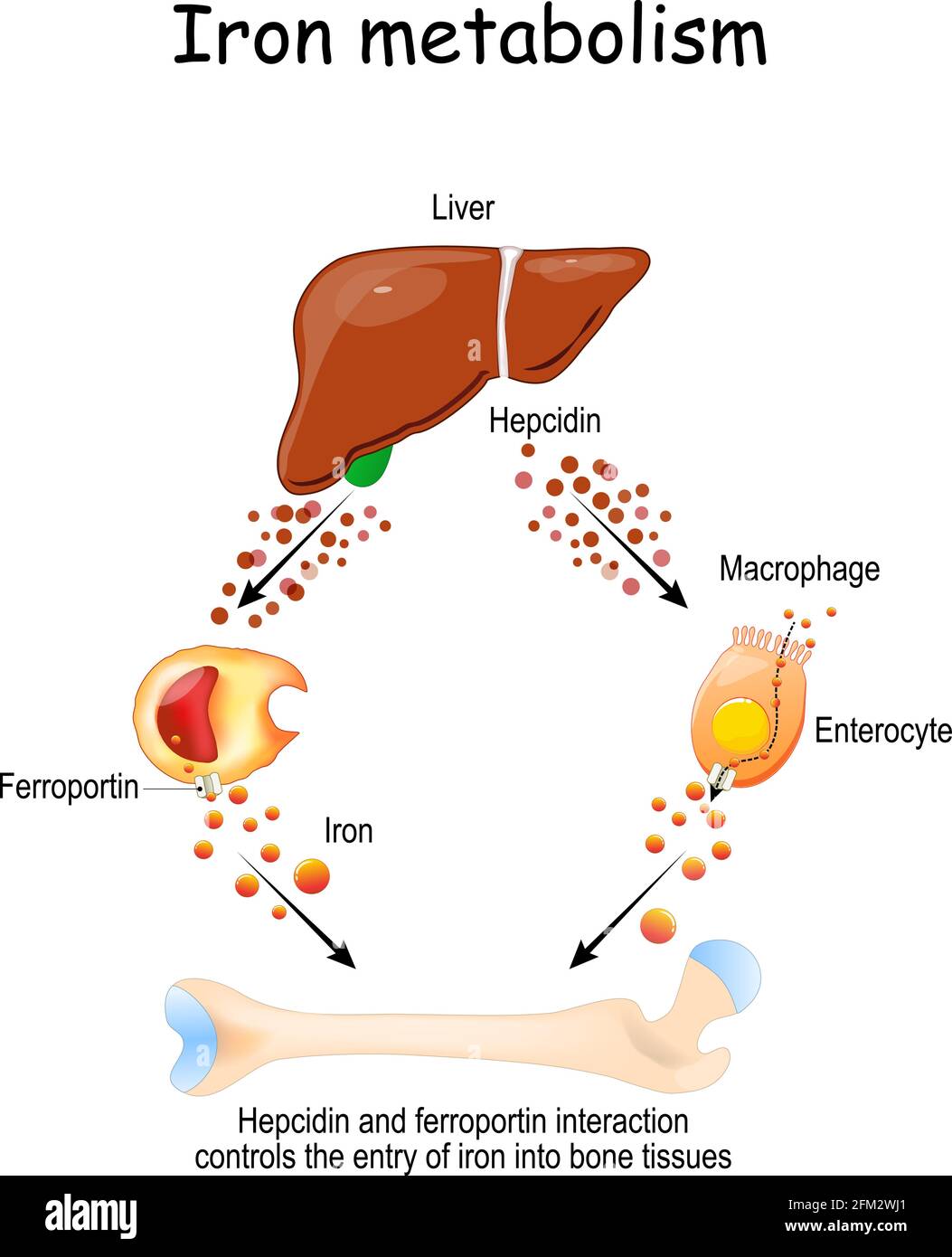 L'Hepcidin e la ferroportina dal fegato al macrofago e all'enterocita controllano l'ingresso del ferro nei tessuti ossei. Illustrazione Vettoriale