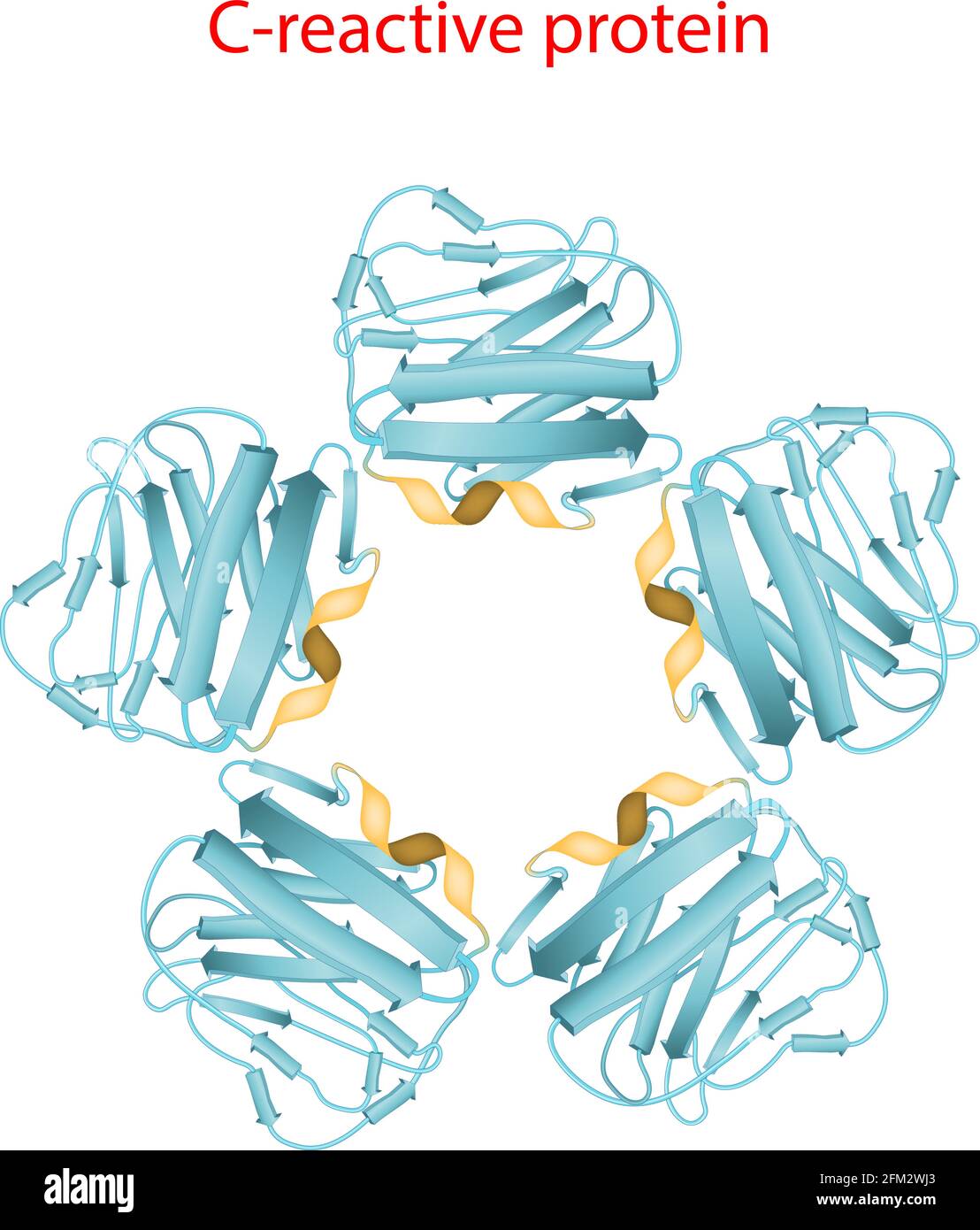 La proteina C-reattiva è un biomarcatore dell'infiammazione e dell'infezione nel plasma sanguigno. Struttura molecolare. Illustrazione vettoriale Illustrazione Vettoriale