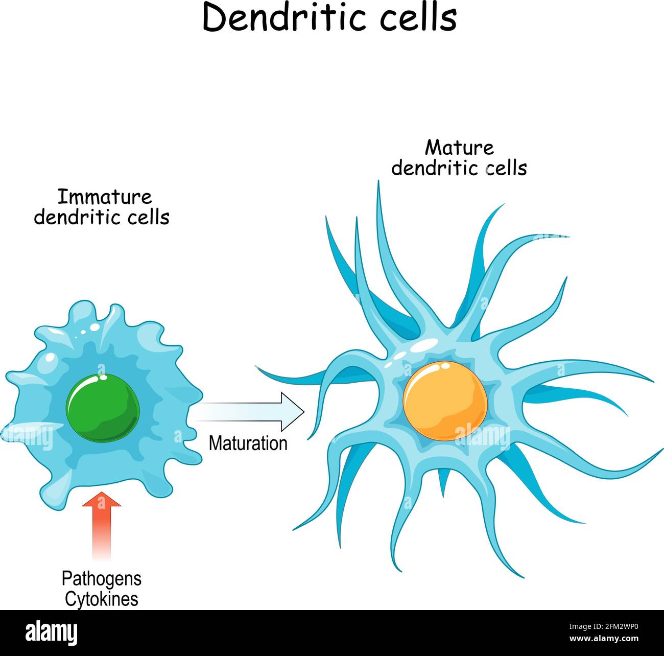 La cellula dendritica è una cellula che presenta antigene. Sistema immunitario. Primo piano del processo di maturazione da cellule dendritiche immature a mature. Vettore Illustrazione Vettoriale