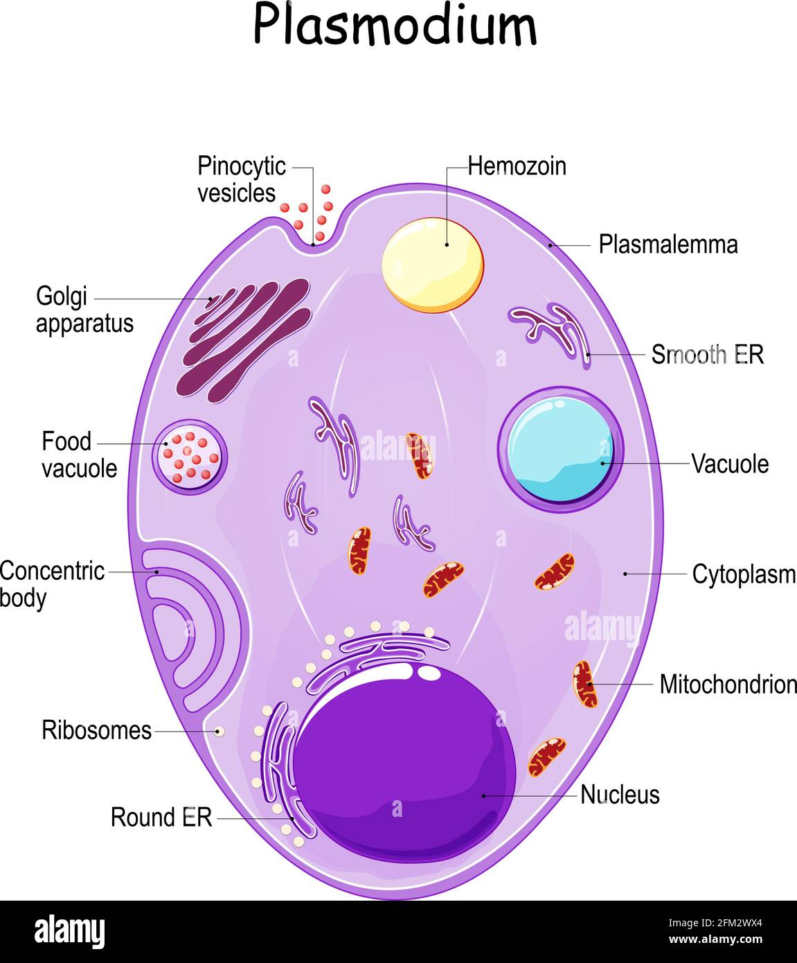 Anatomia del Plasmodio. Struttura del parassita unicellulare dei vertebrati e degli insetti. Agente causativo della malaria. Diagramma vettoriale Illustrazione Vettoriale