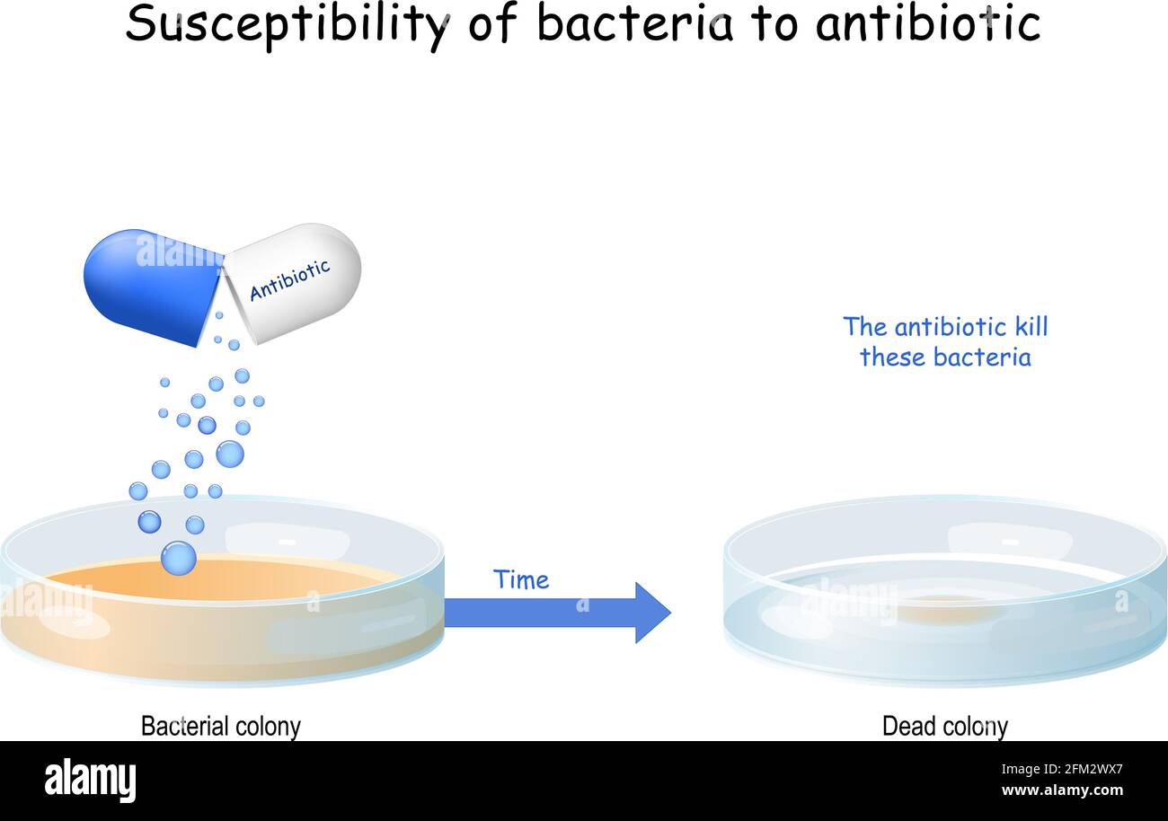 Testare la suscettibilità dei batteri agli antibiotici, e l'efficacia degli antibiotici su un microrganismo specifico. Batteri che crescono in una piastra Petri. Illustrazione Vettoriale