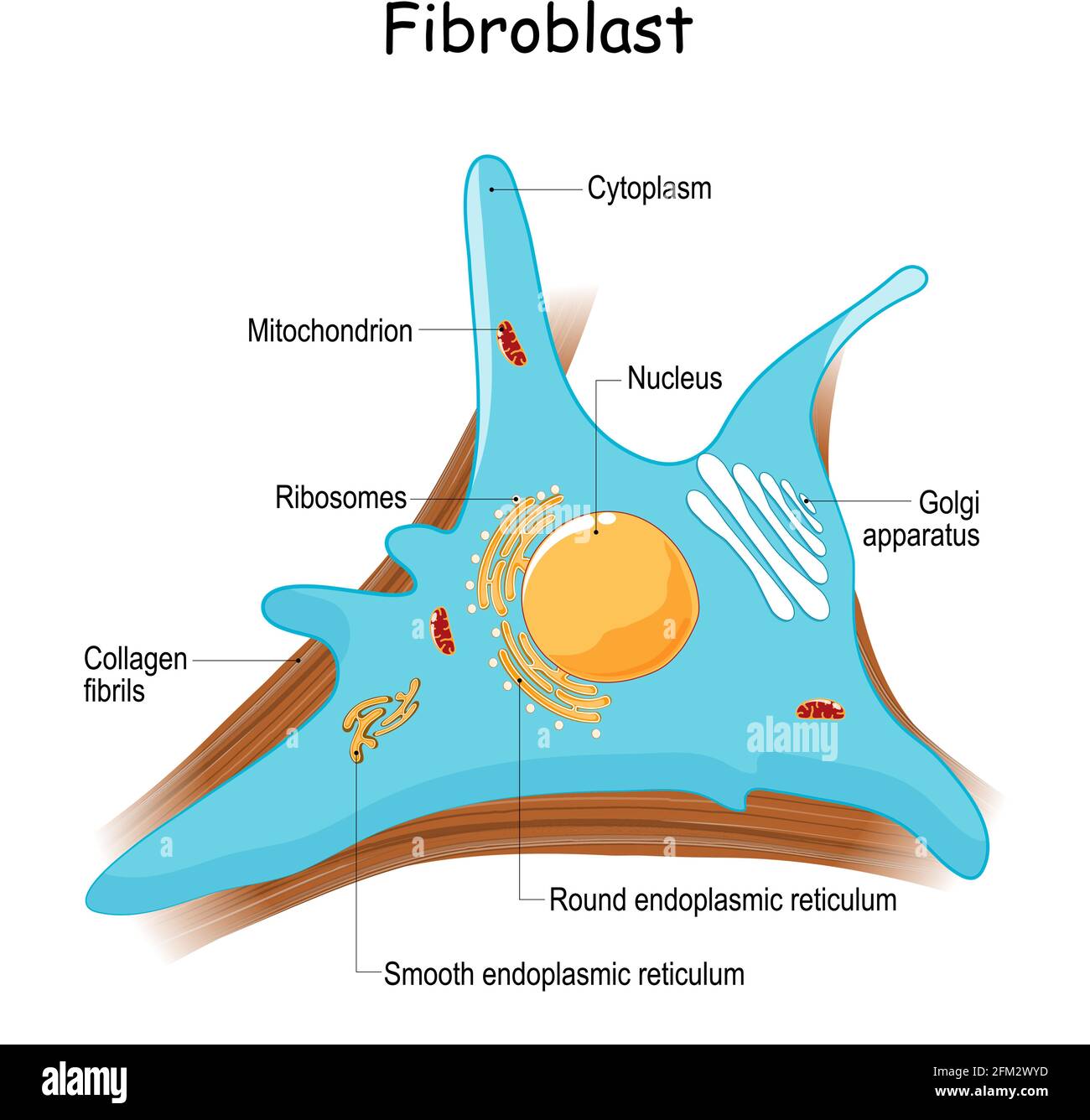 anatomia di fibroblasti. primo piano con fibrille di collagene e organelle. Diagramma con apparato golgi, nucleo, mitocondrio e ribosomi. Vettore Illustrazione Vettoriale
