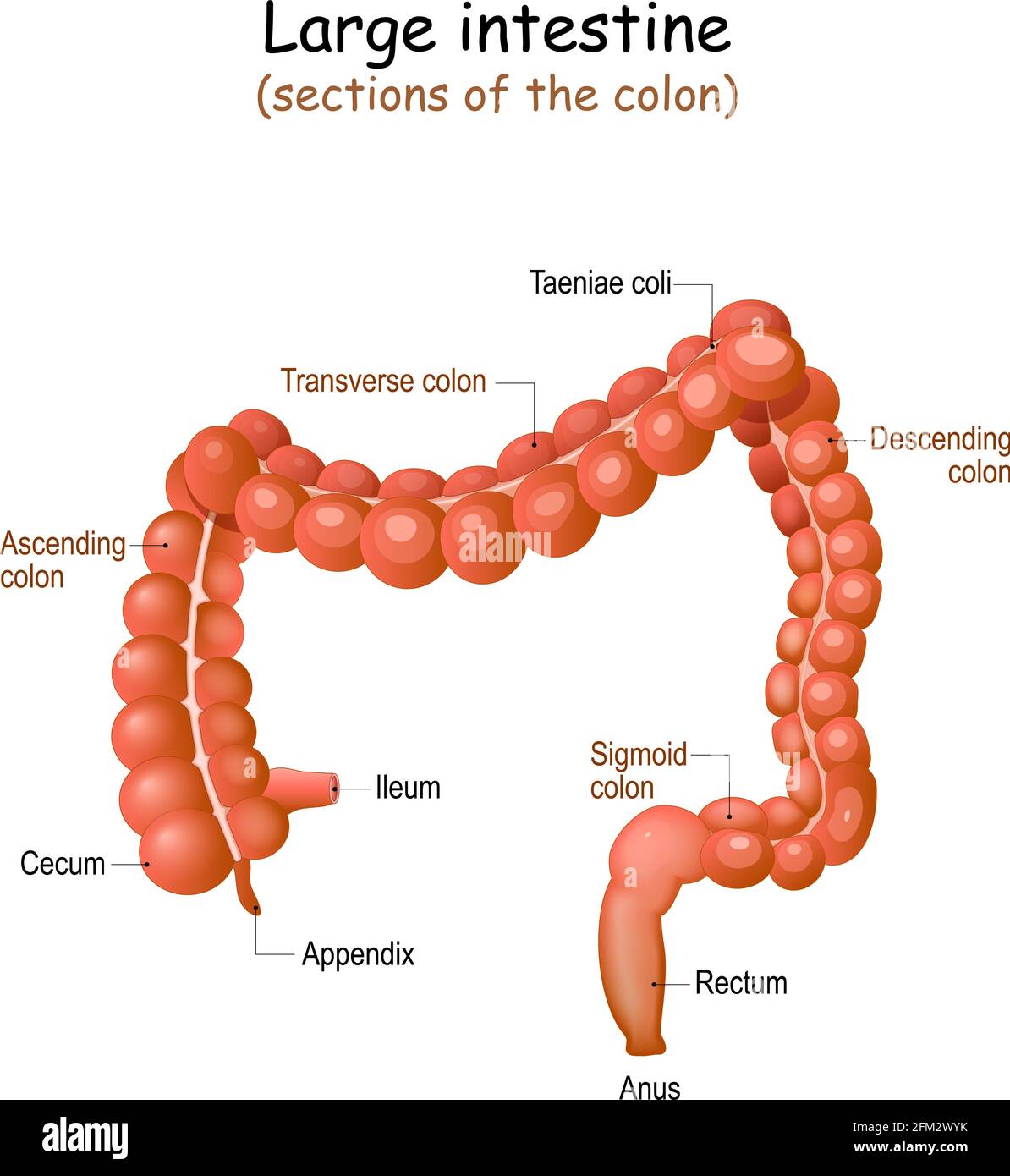 Anatomia dell'intestino crasso. Struttura del colon umano. Illustrazione vettoriale Illustrazione Vettoriale