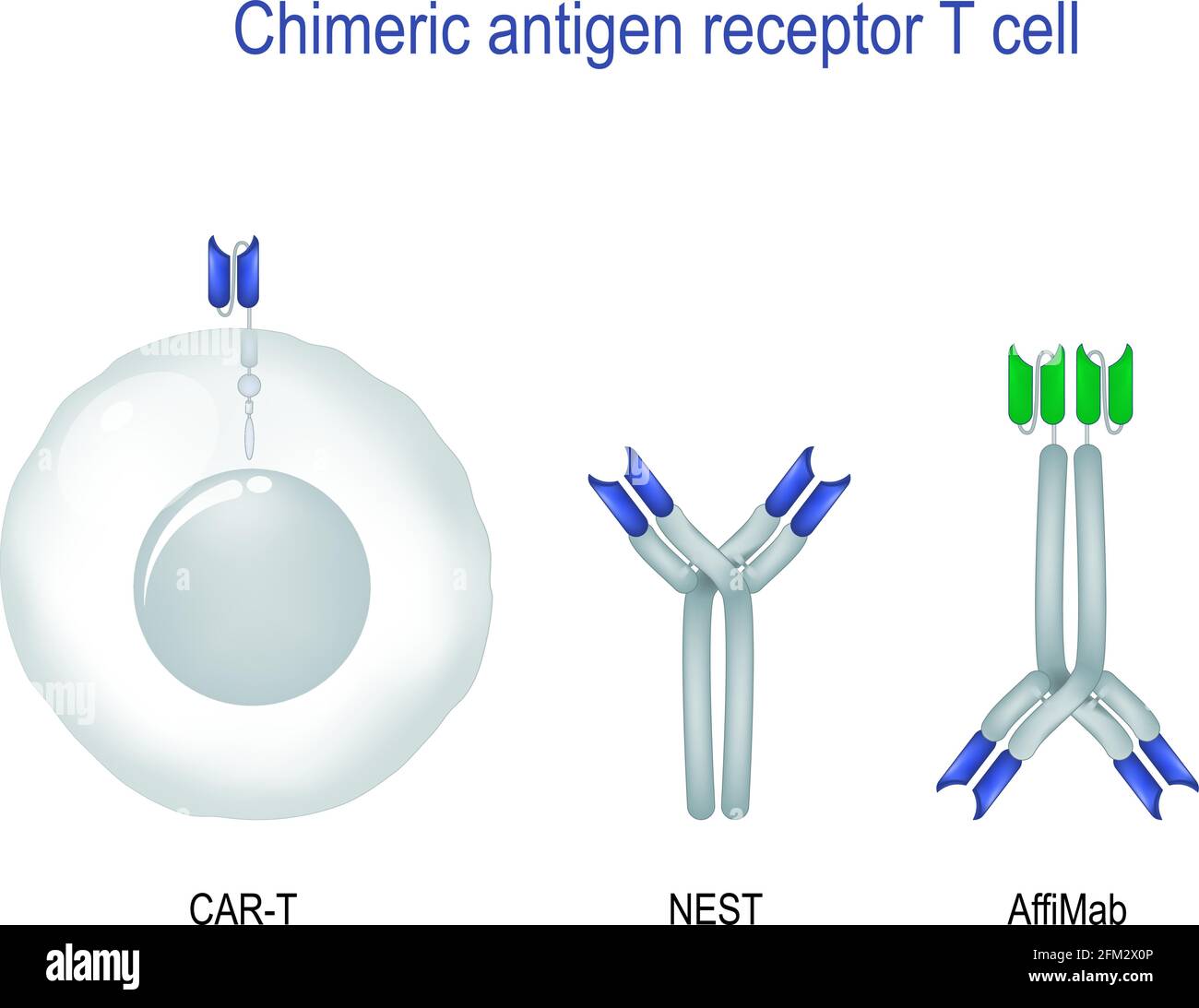 Immunoterapia per il cancro. Trattamento del cancro. Dotato di CELLULE T AUTO che possono riconoscere e combattere il tumore infetto Illustrazione Vettoriale