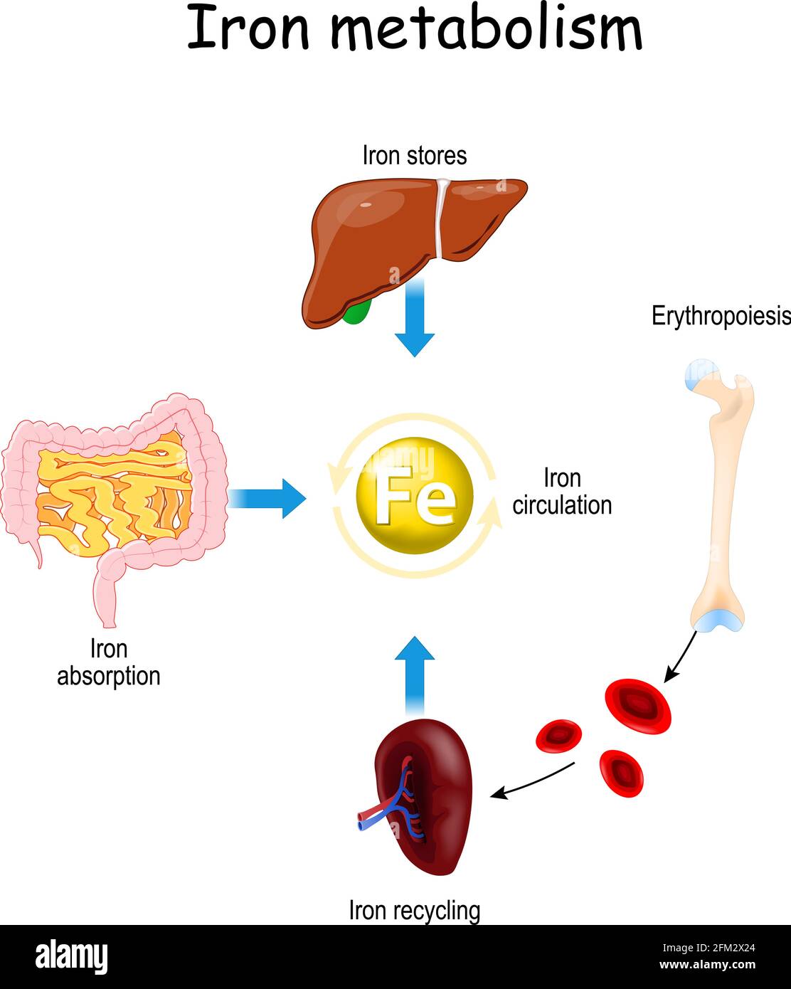 Metabolismo del ferro da fegato, intestino e milza. Circolazione, riciclaggio, depositi e assorbimento del ferro. Eritropoiesi. Ferro con globuli rossi Illustrazione Vettoriale