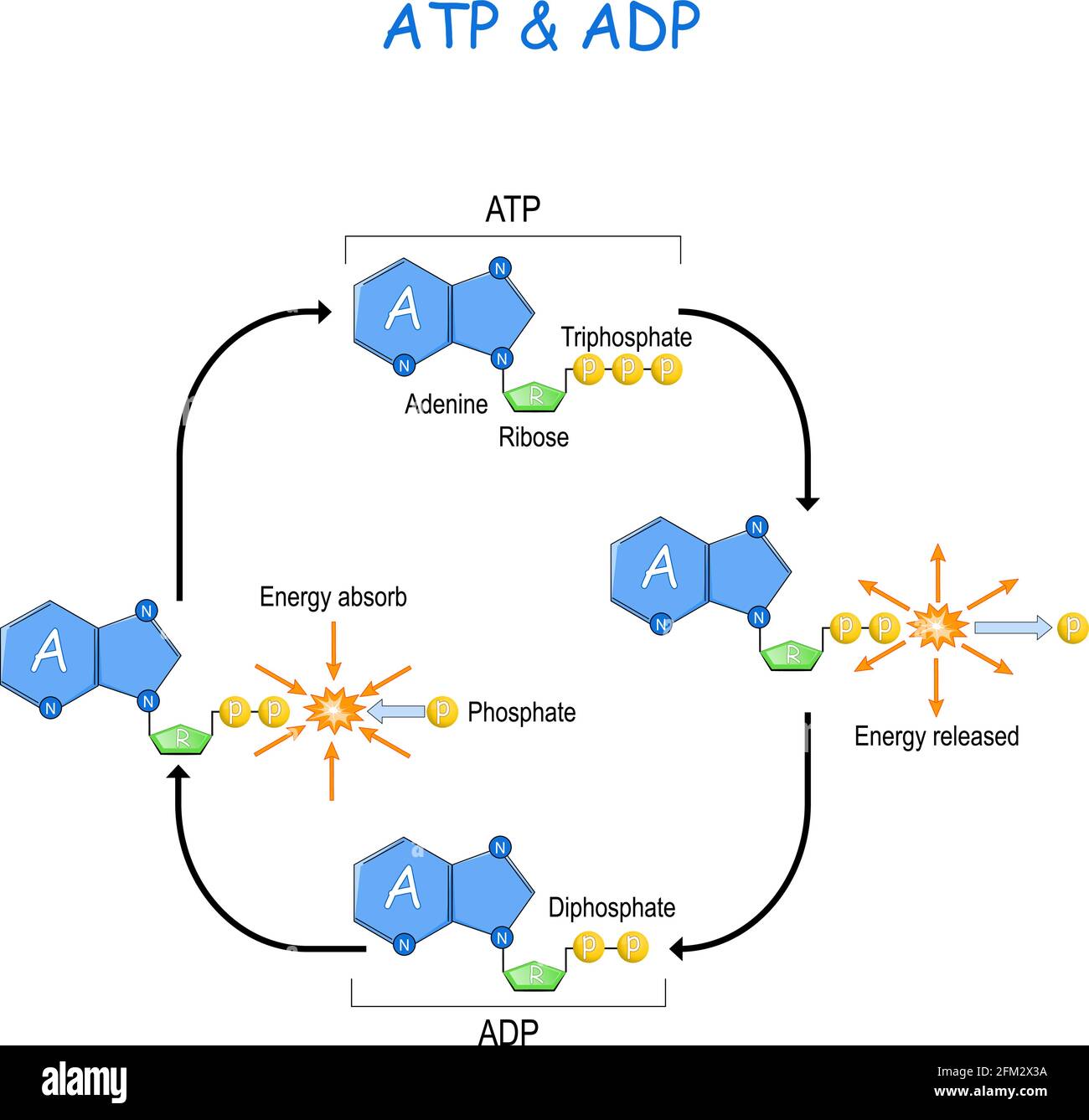 ATP ciclo ADP. Trasferimento di energia intracellulare. L'energia assorbita e l'energia rilasciata in una cella. Adenosina trifosfato (ATP) e adenosina difosfato ADP Illustrazione Vettoriale