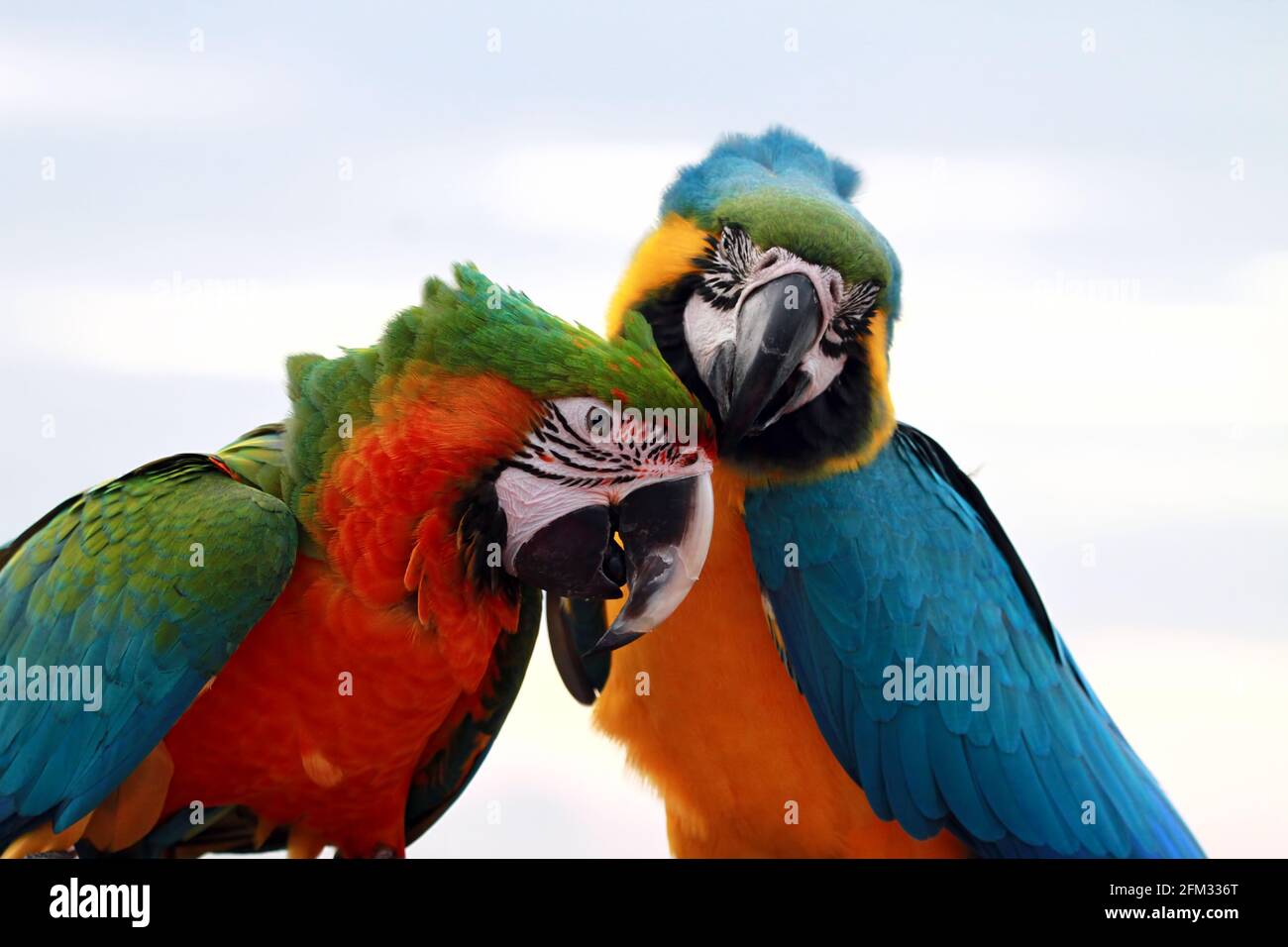 Ritratto di due uccelli Scarlet Macaw su un ramo, Indonesia Foto Stock