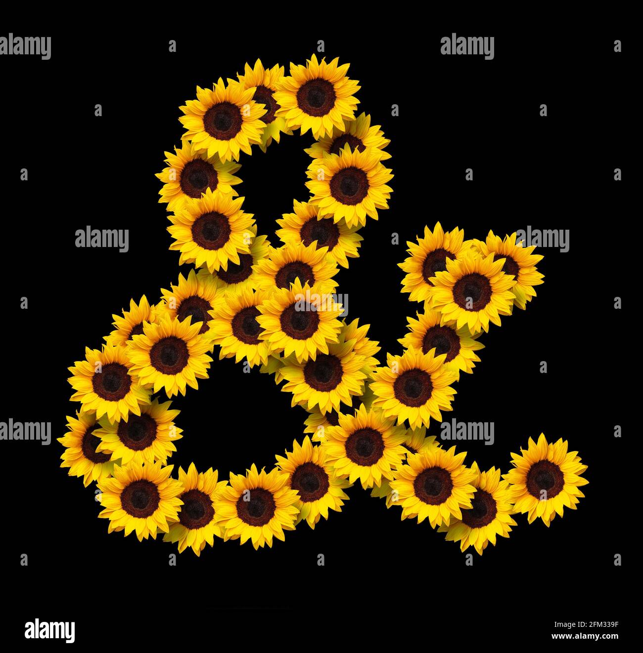 Simbolo commerciale fatto di fiori di girasole gialli isolati su sfondo nero. Elemento di progettazione per i progetti di concetti di amore. Ideale per le mamme giorno e s. Foto Stock