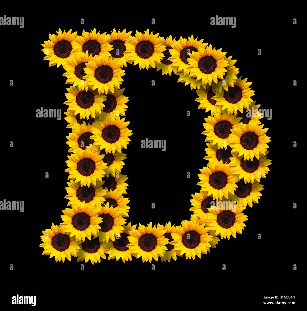 Lettera maiuscola D fatta di girasoli gialli isolati su sfondo nero. Elemento di progettazione per i progetti di concetti di amore. Ideale per le mamme giorno e s. Foto Stock