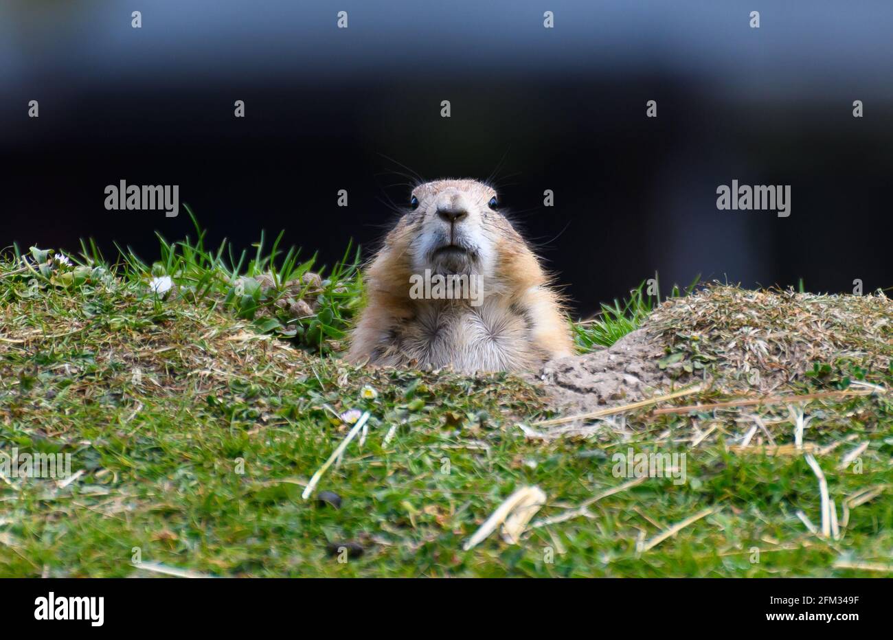 Un ritratto di un cane di Prarie dalla coda nera Foto Stock