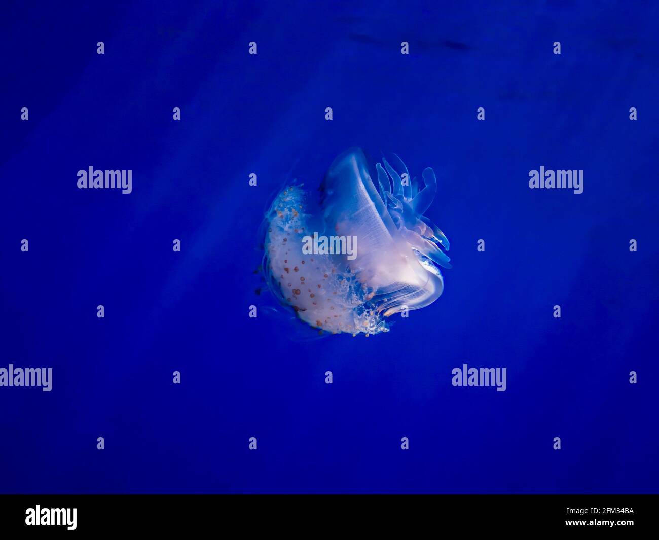 La medusa della corona si illumina di bianco in acque blu profonde con raggi leggeri che penetrano rendendo le tonalità arcobaleno nella medusa. Foto Stock