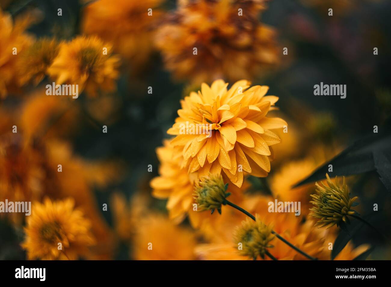 Fiori gialli con gocce su petali con sfondo sfocato. Rudbeckia dissecato. Sfera d'oro. Bellissimi fiori nel giardino Foto Stock