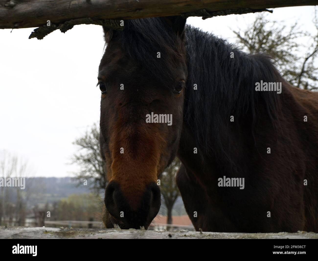 Bel cavallo marrone dietro la recinzione in legno a ringhiera divisa nel campo Foto Stock