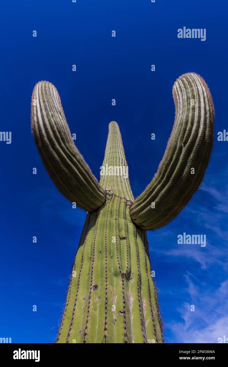 Saguaro, Carnegiea Gigantea, nel Parco Nazionale di Saguaro, Tucson Mountain District, Arizona, Stati Uniti Foto Stock