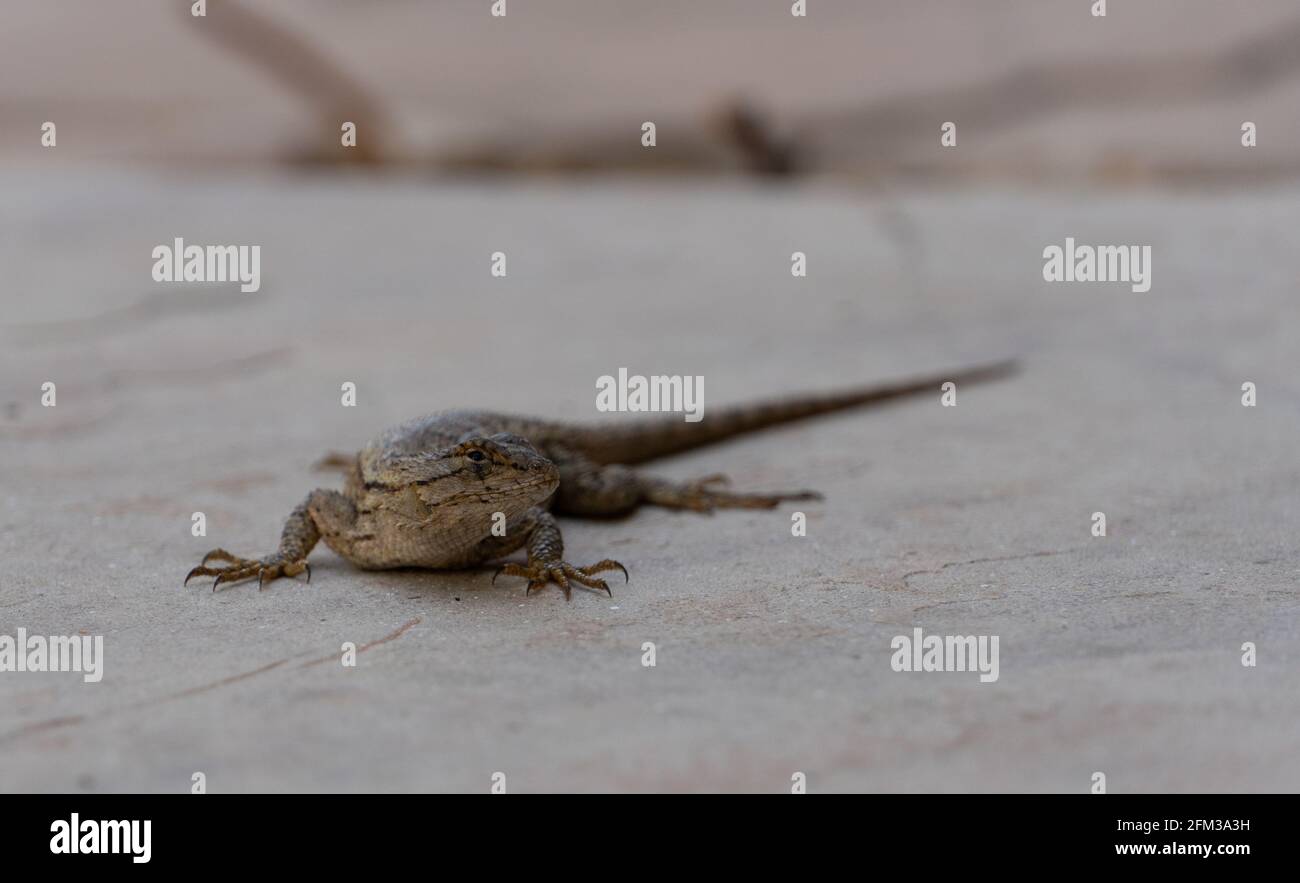 Una lucertola di recinzione occidentale su una pietra di pavimentazione Foto Stock