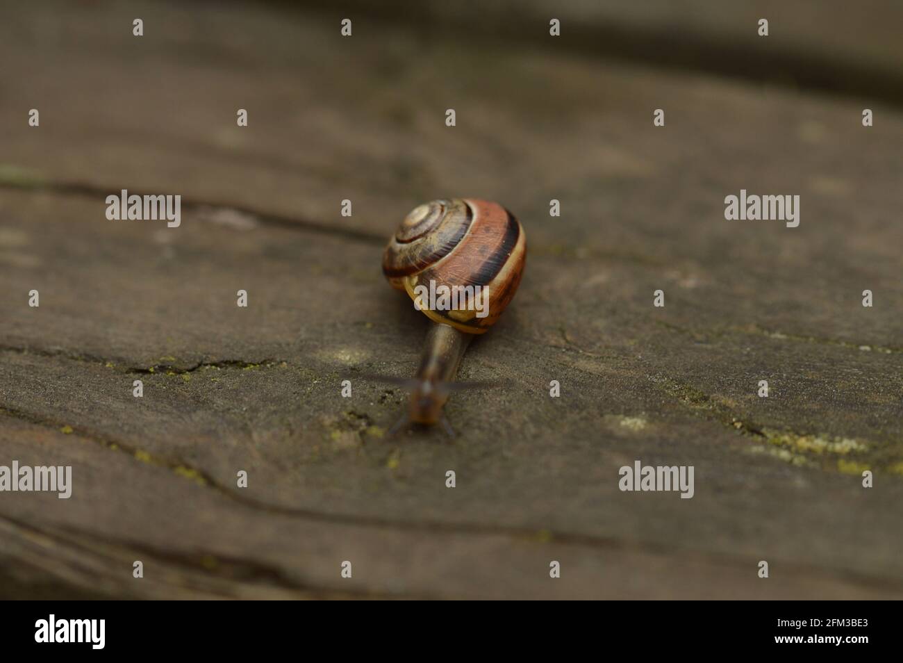 Lumaca che fuoriesce Foto Stock